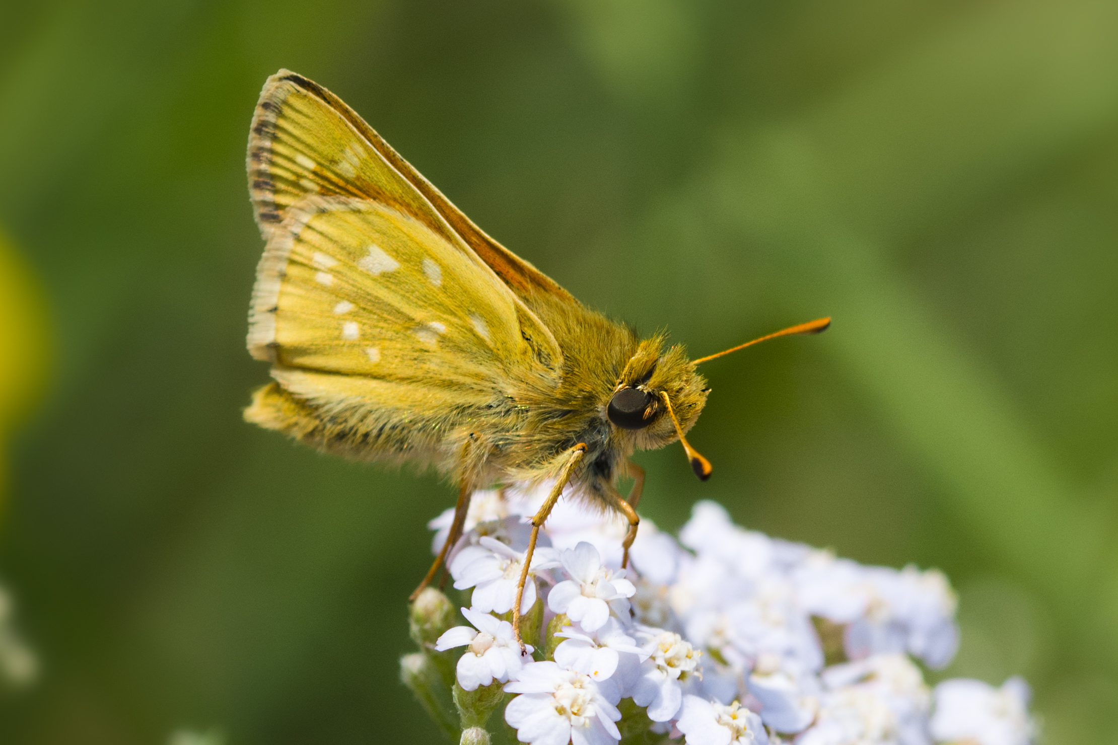Thymelicus sylvestris