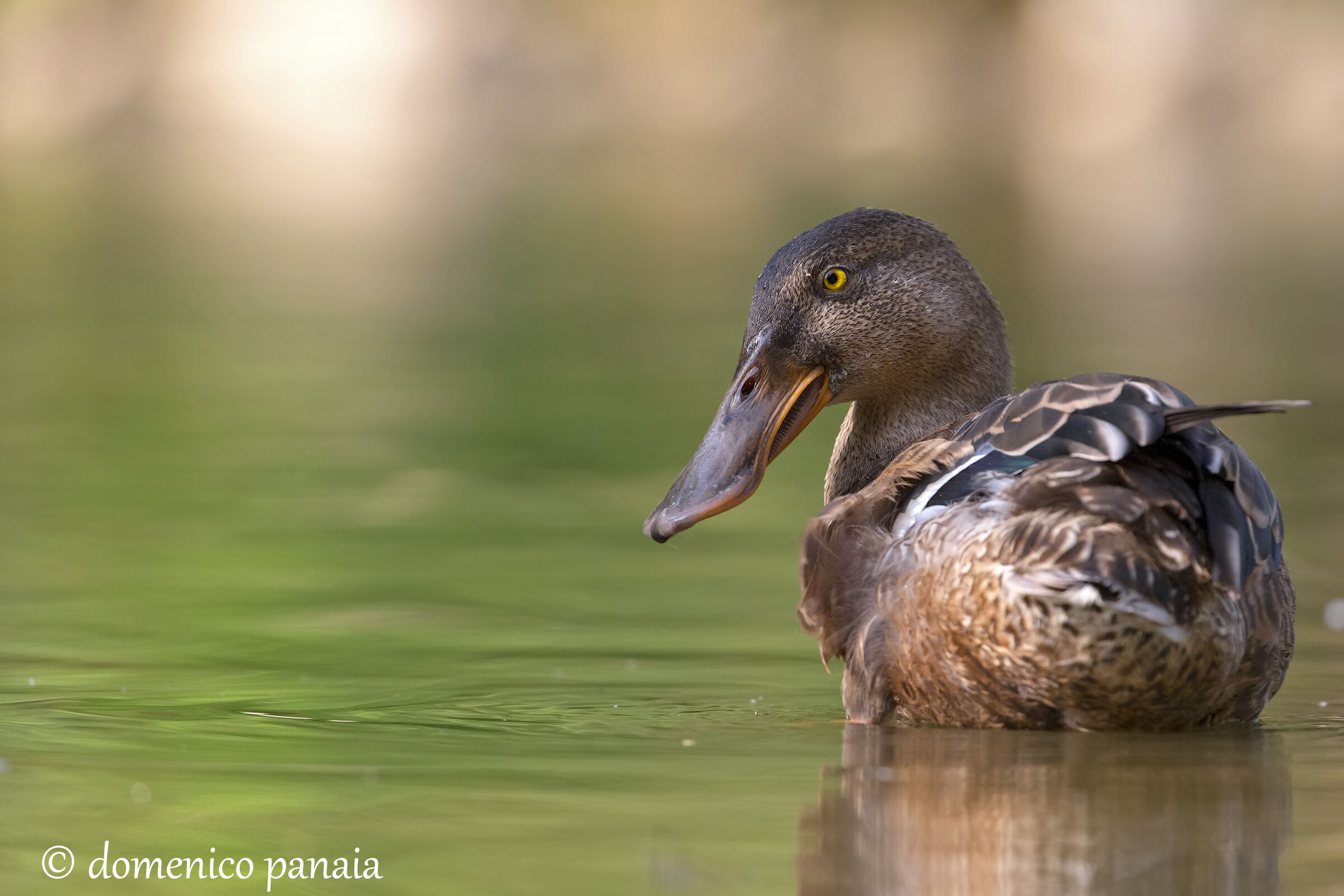mestolone giovane (credo)