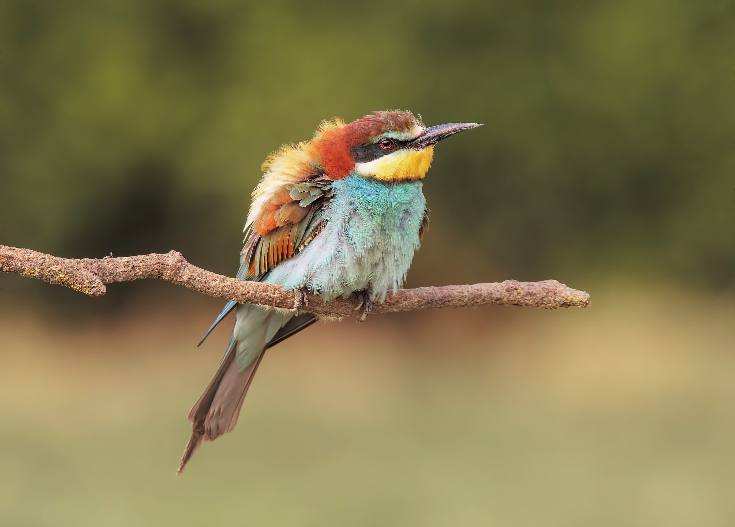 Un Gruccione spettinato
