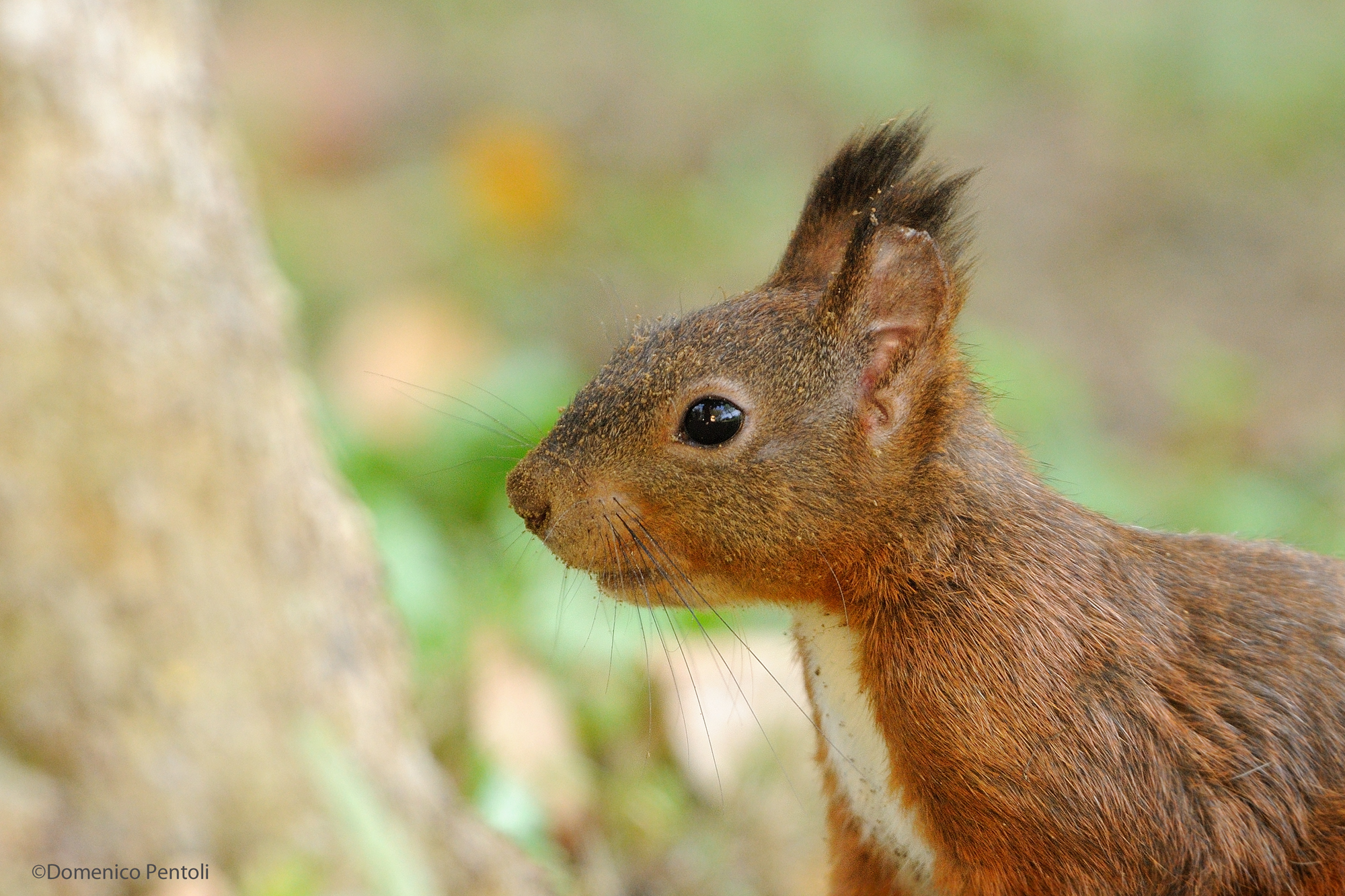 Portrait of the squirrel