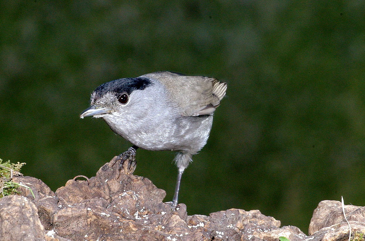 Capinera in giardino