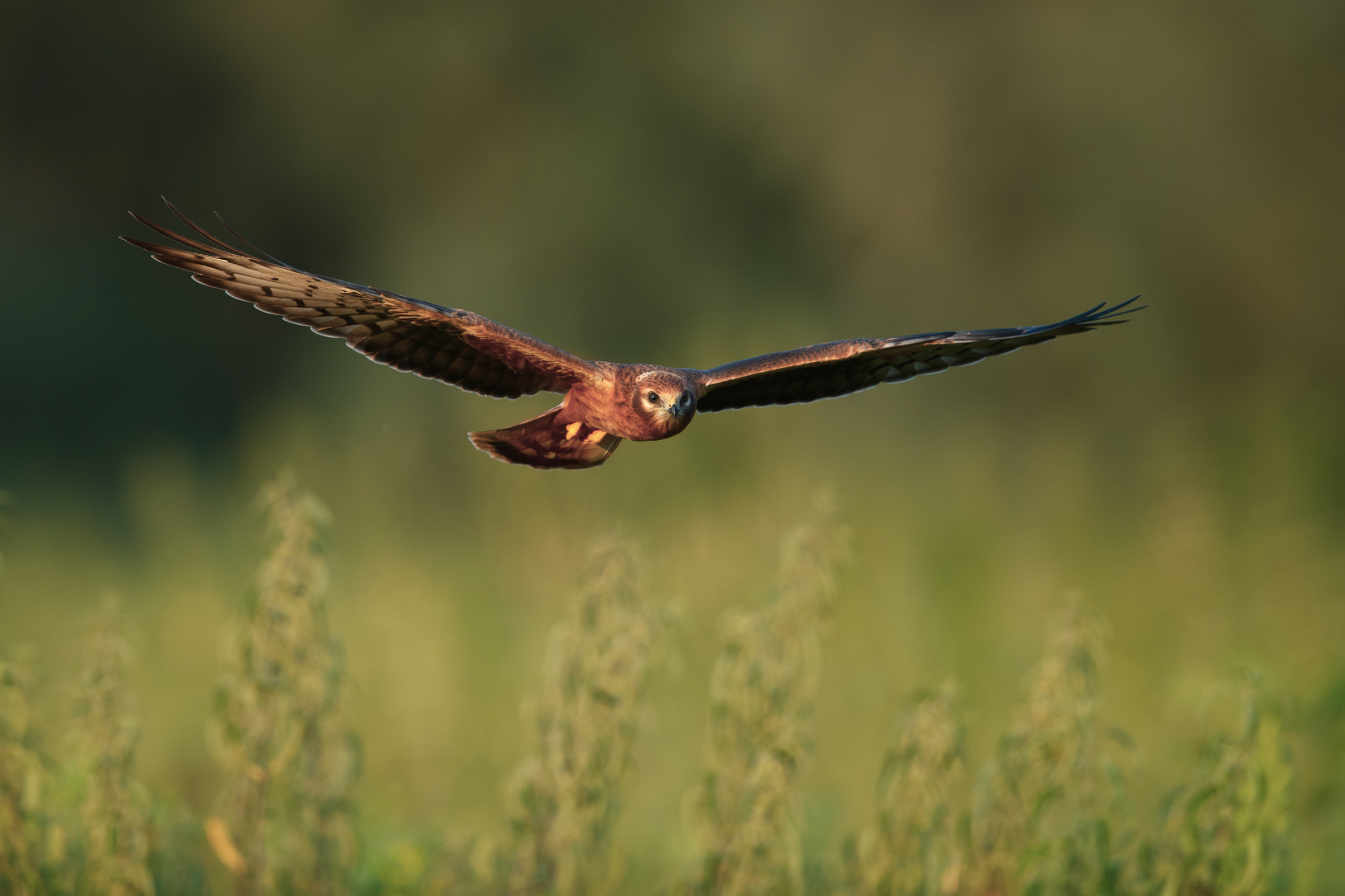 Prove di volo - Albanella Minore juv