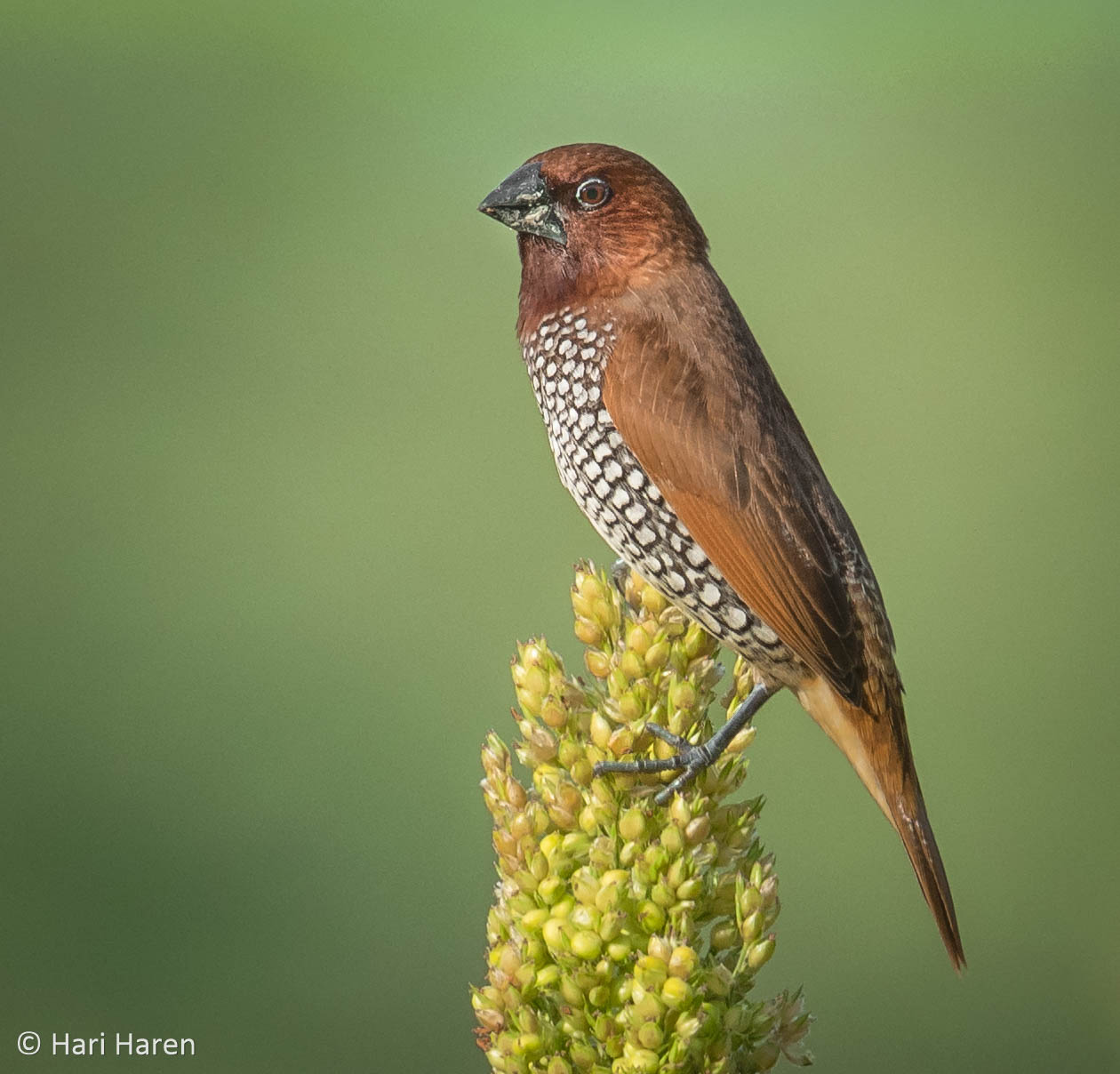 Scaly-breasted munia