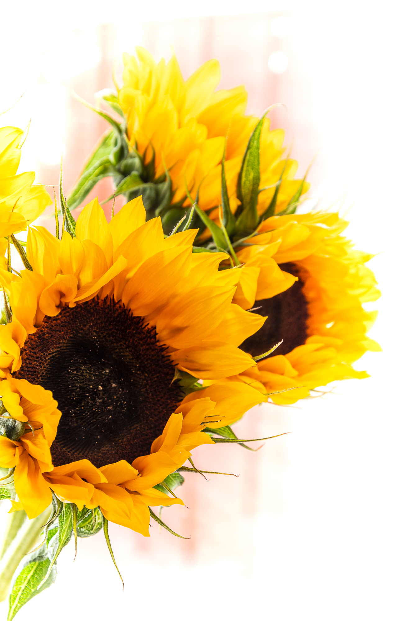 I Give You Sunflowers