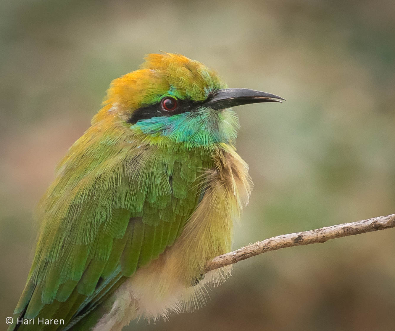 green bee-eater