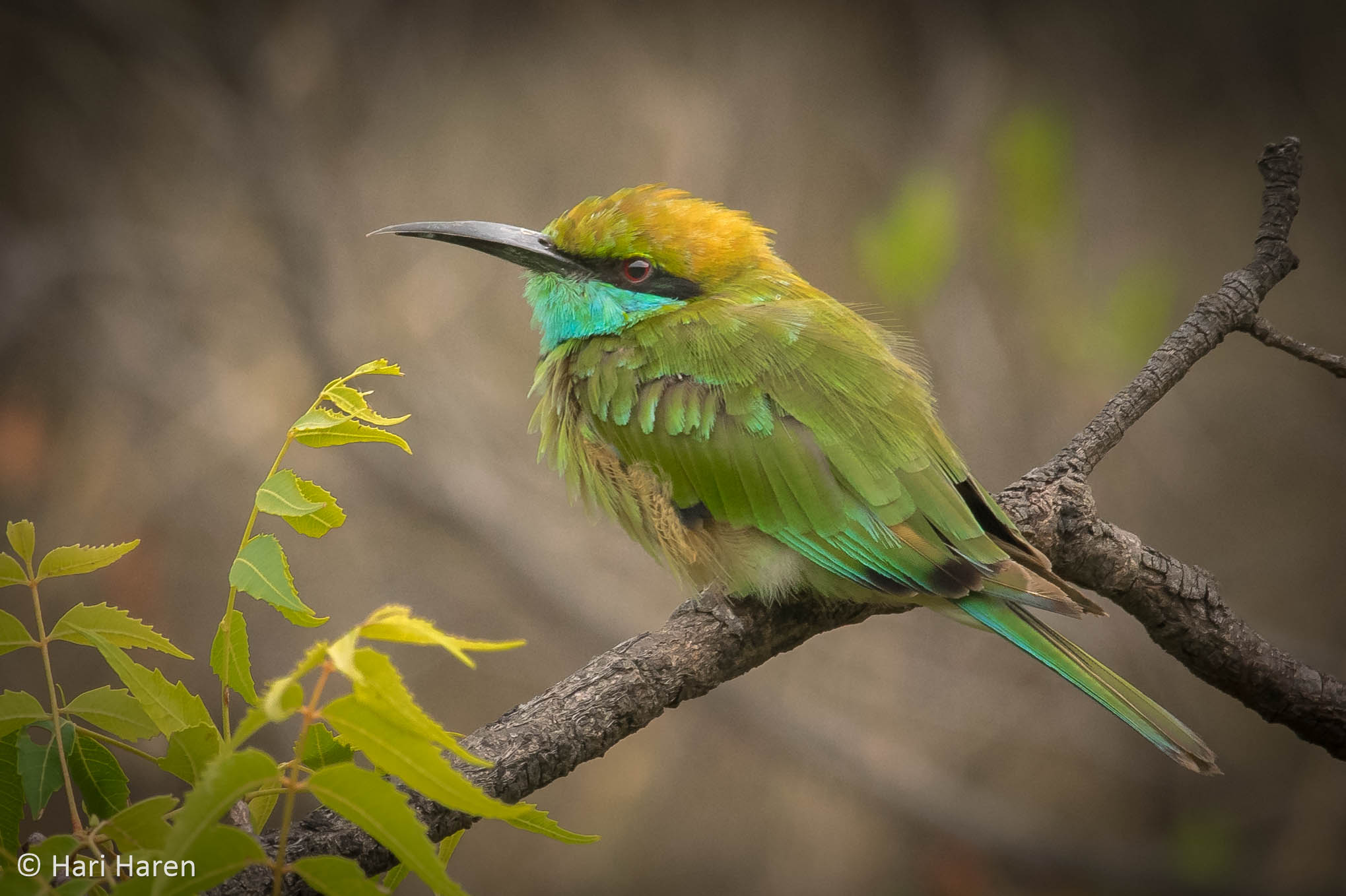 green bee-eater