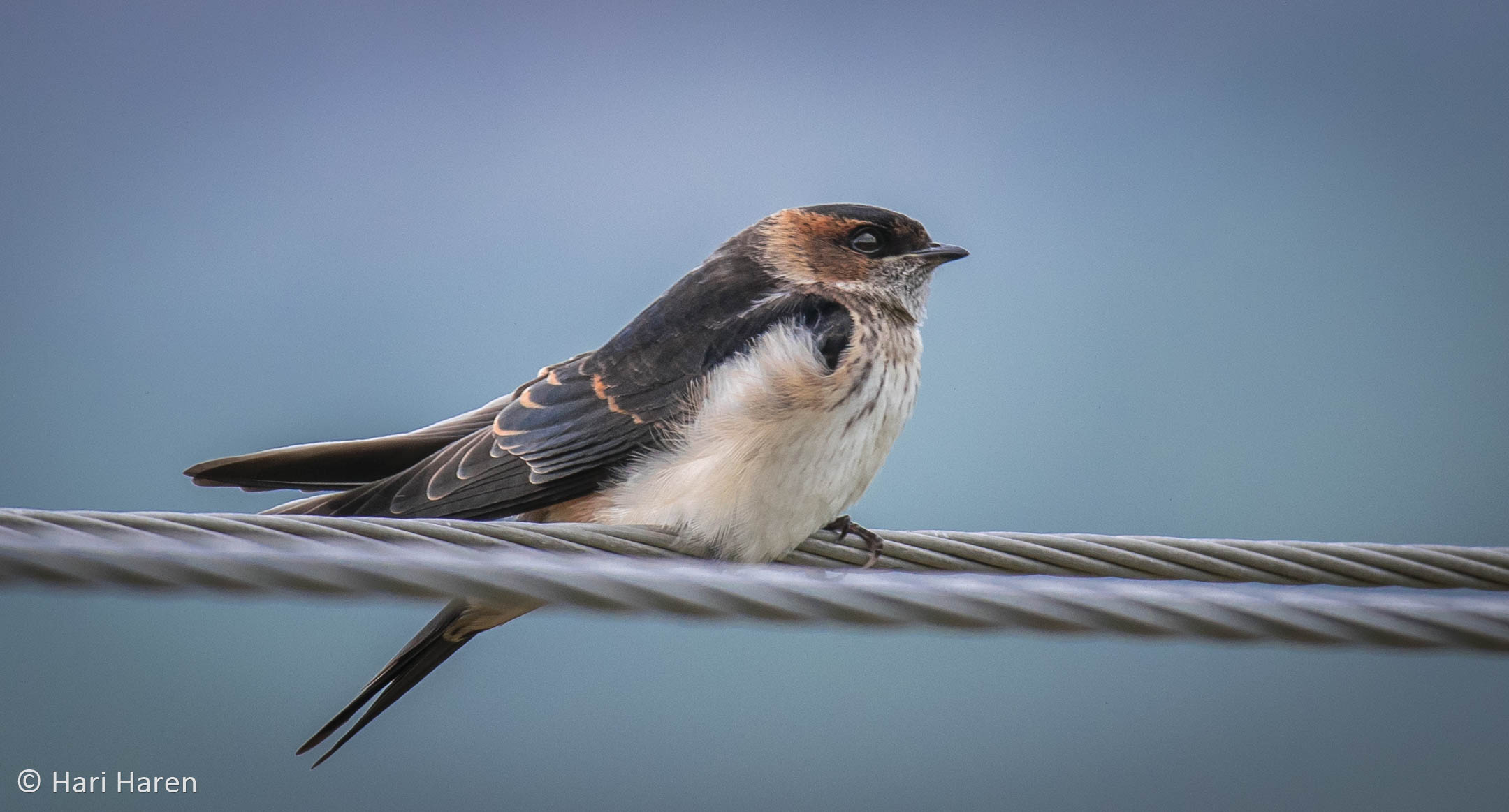 Red-rumped swallow