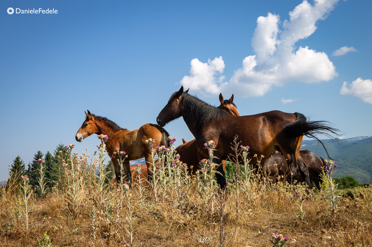 Horses on the Arcinazzo Plateaus