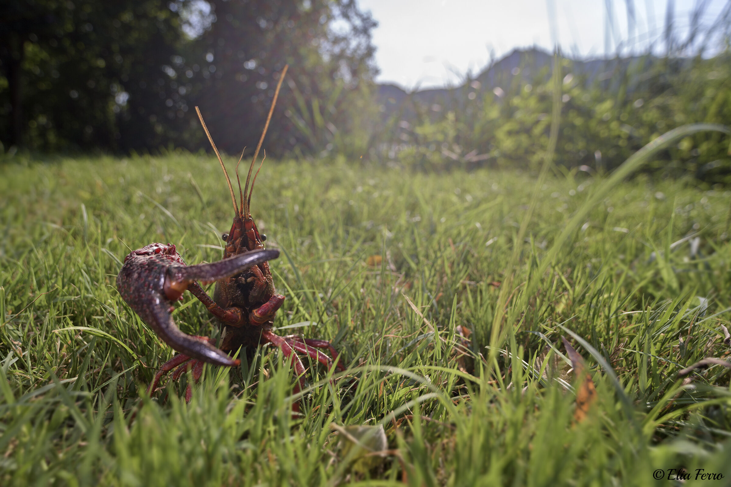 Careful human that pinzo you!!