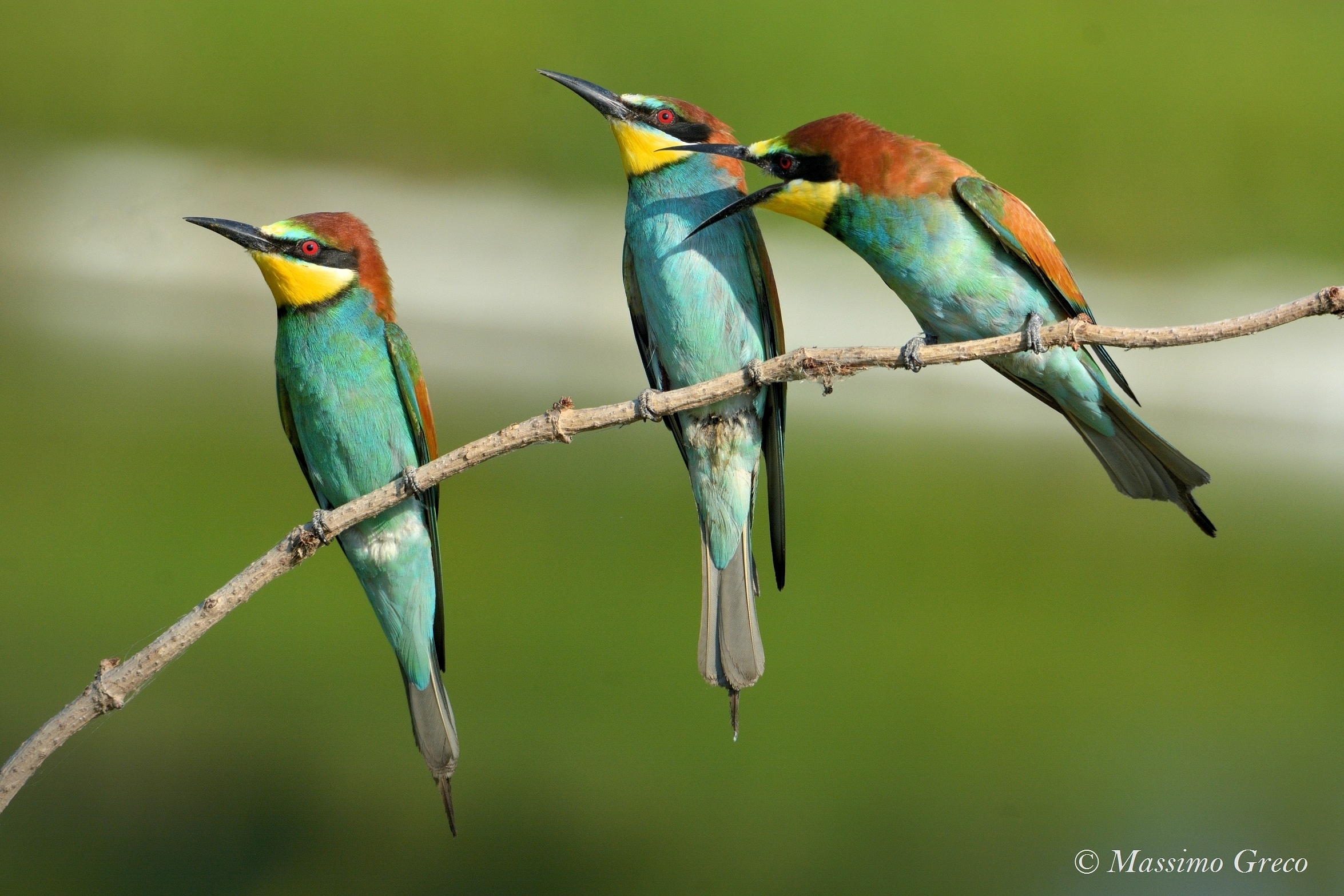 Now.. you're listening to me !!! - Gruccioni