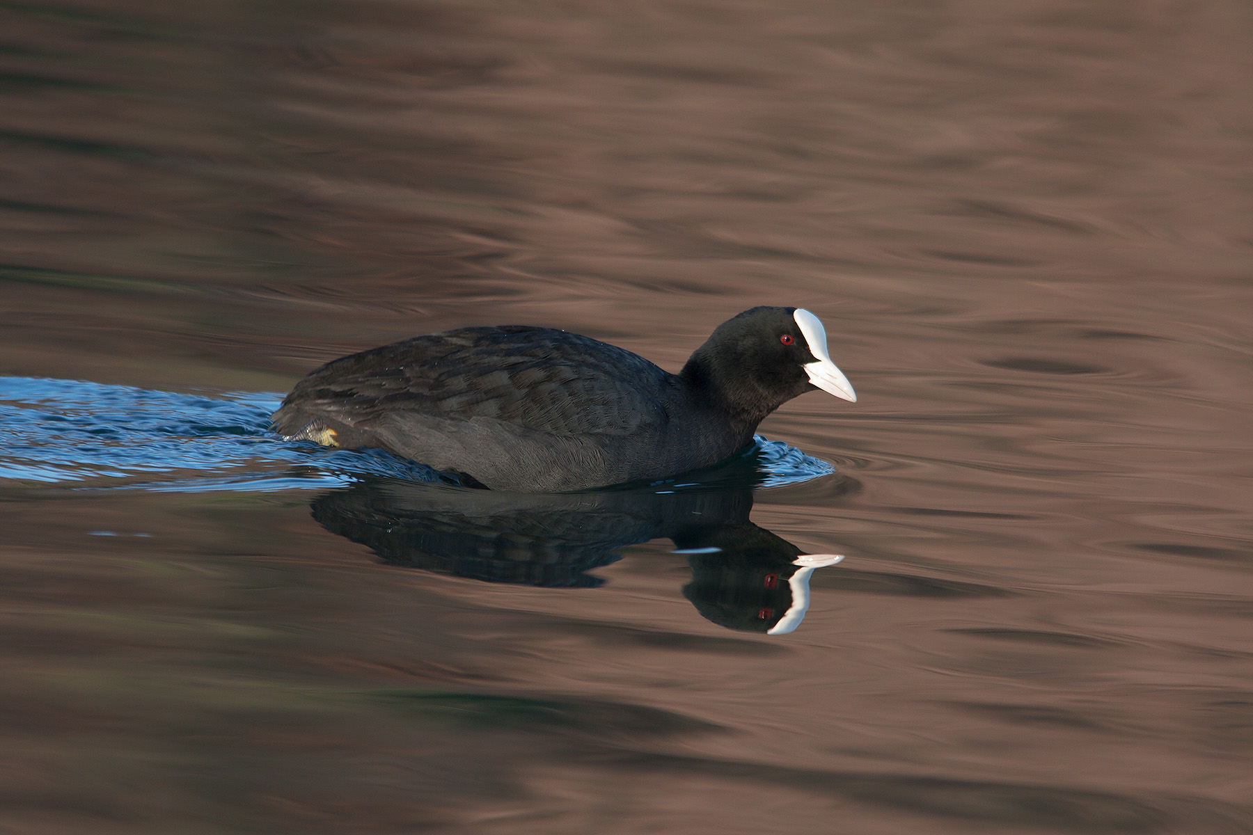 Sono comune, ma so essere bella!