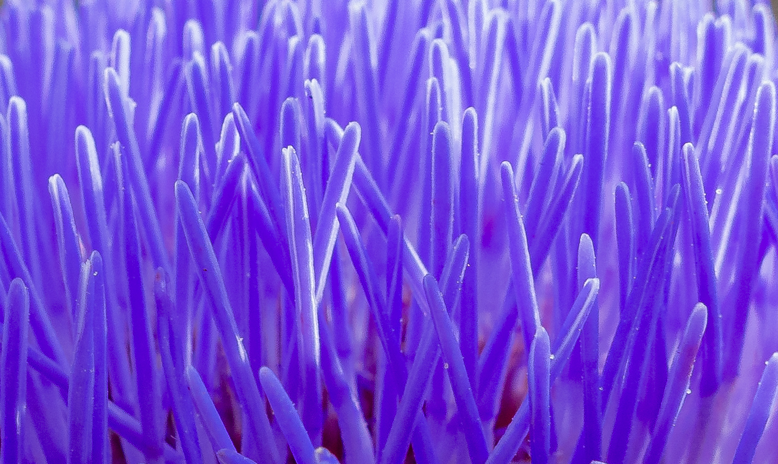 Infiorescenza di carciofo