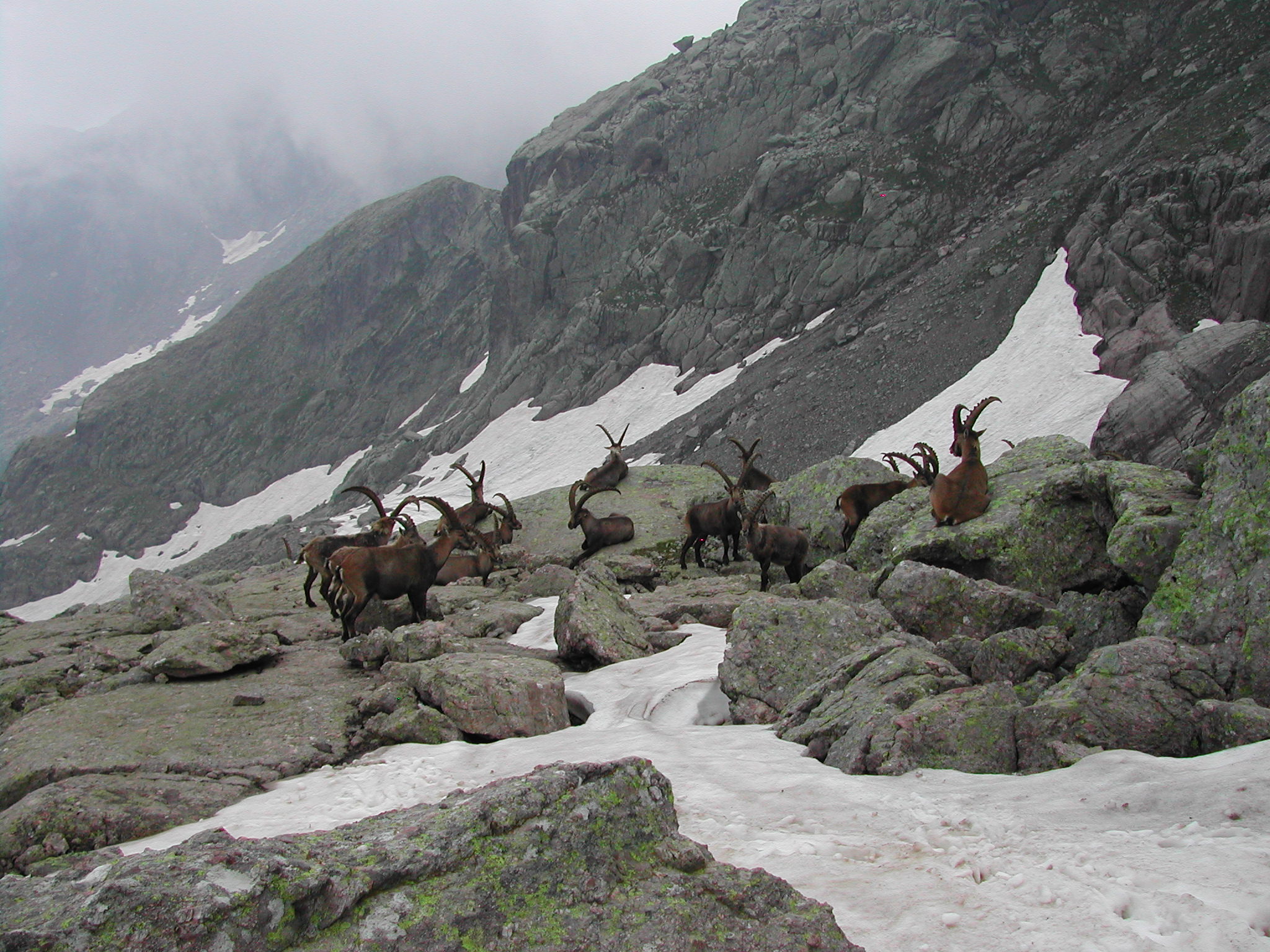 Maschi di Stambecco (Capra ibex) in luglio