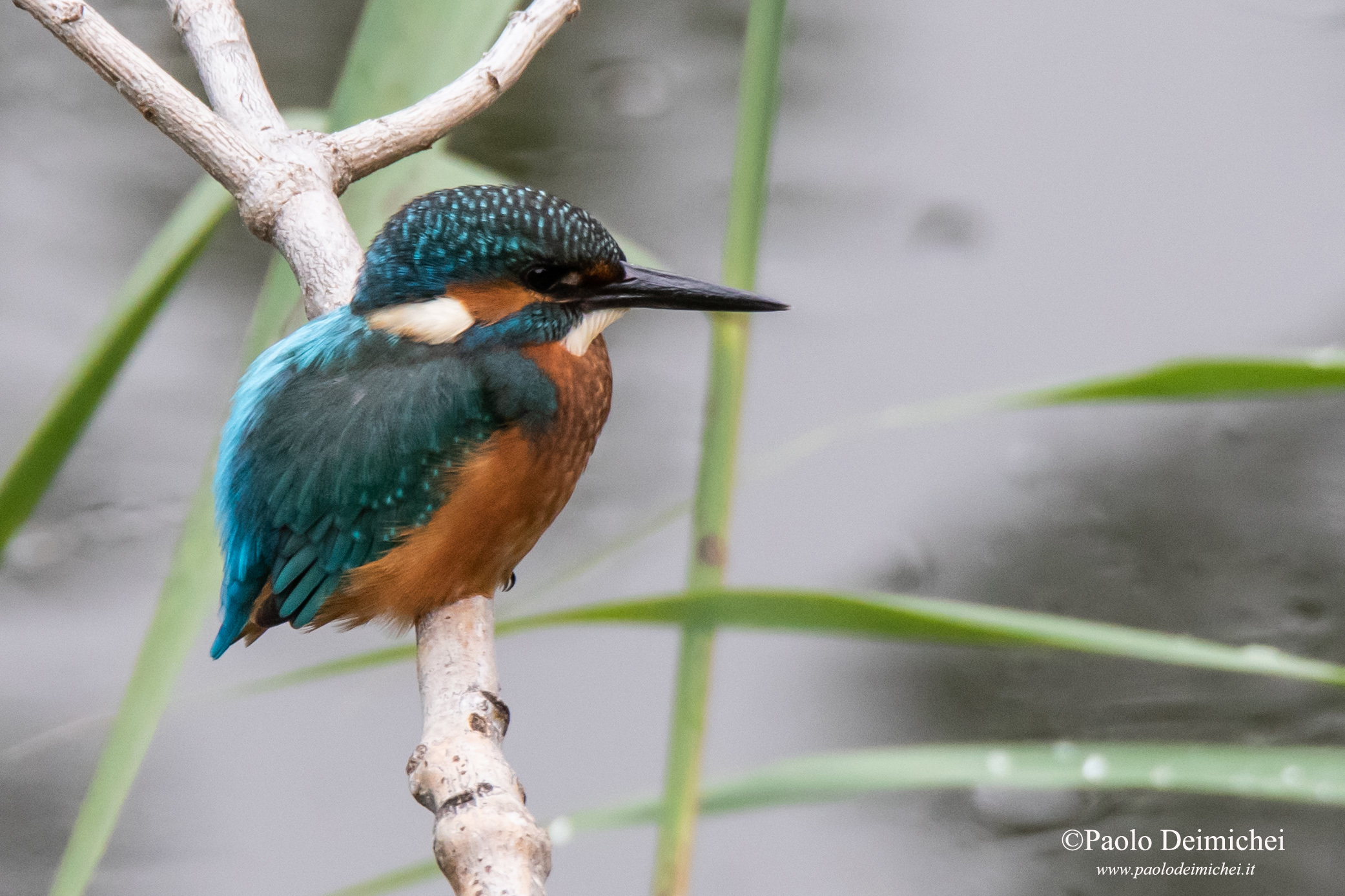 Martin pescatore: giovane maschio da vicino