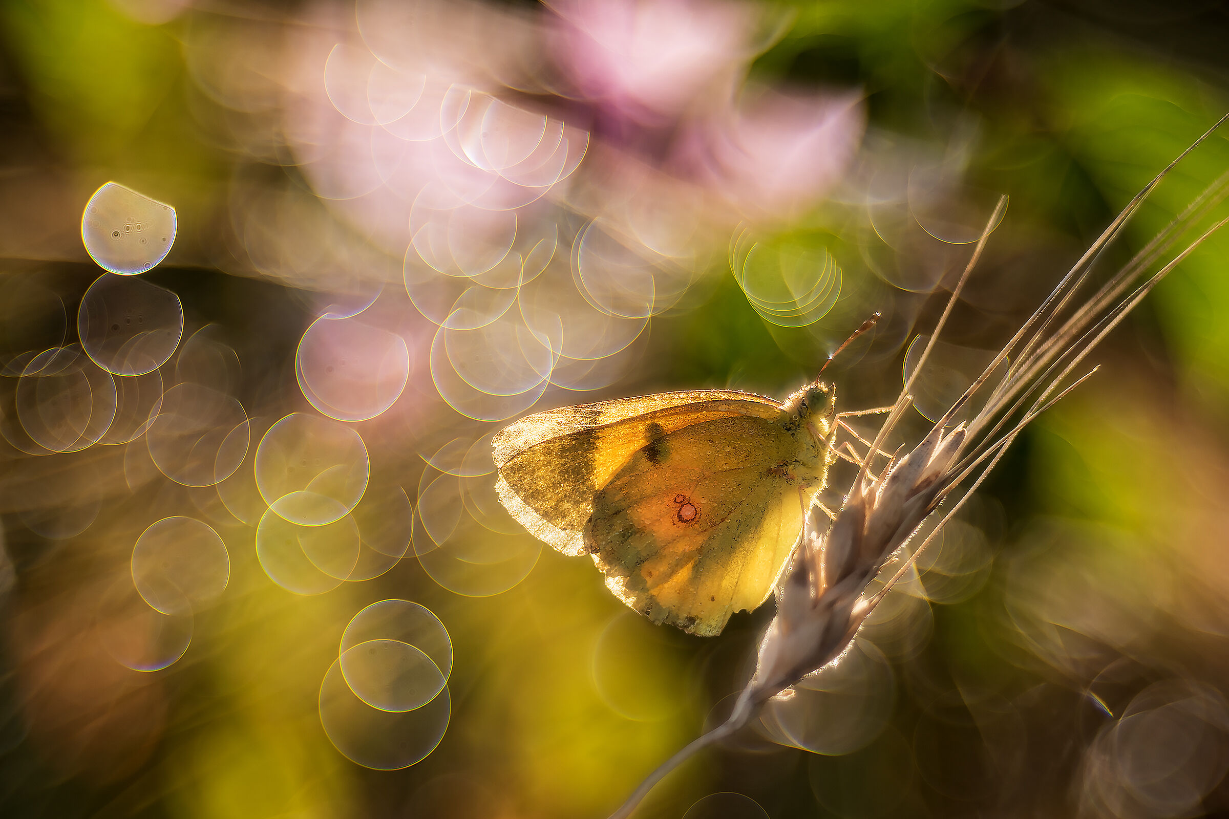Colias Cross and Trioplan