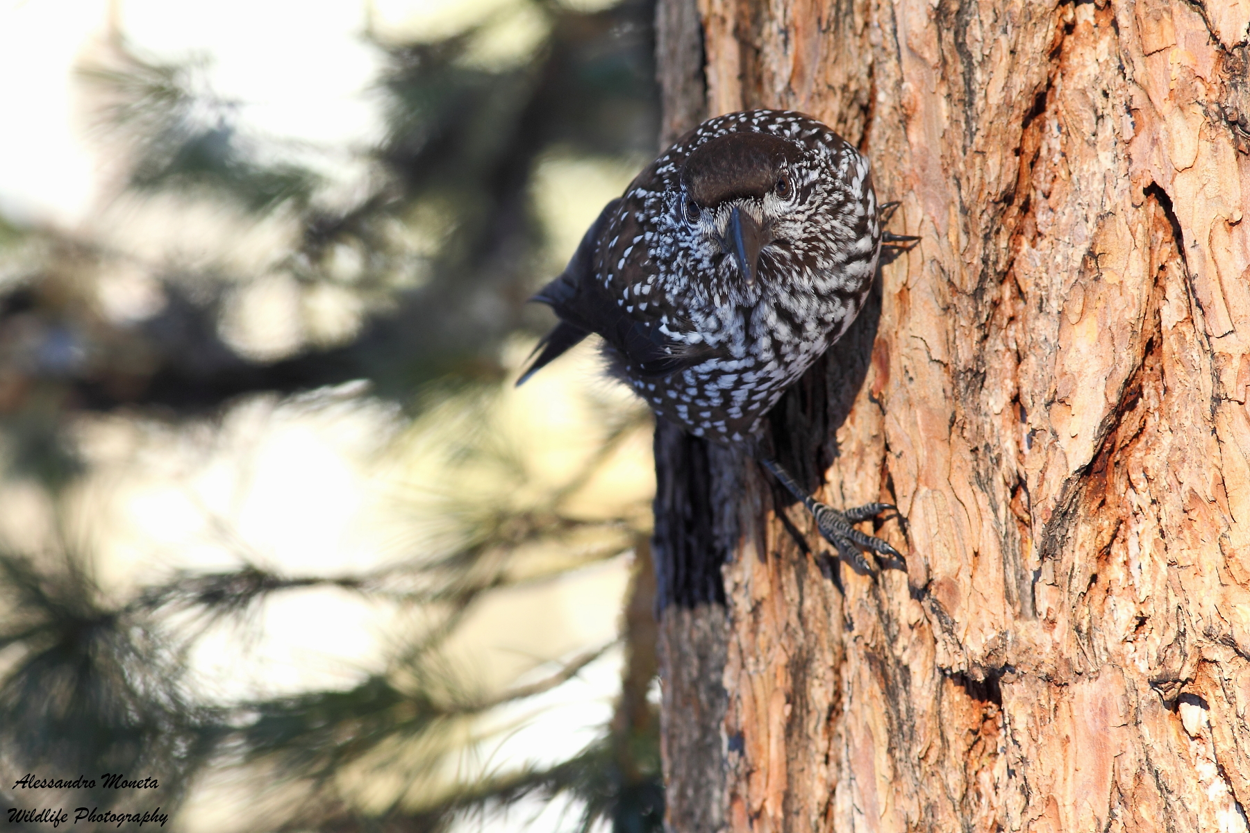 Woodpecker Nutcracker