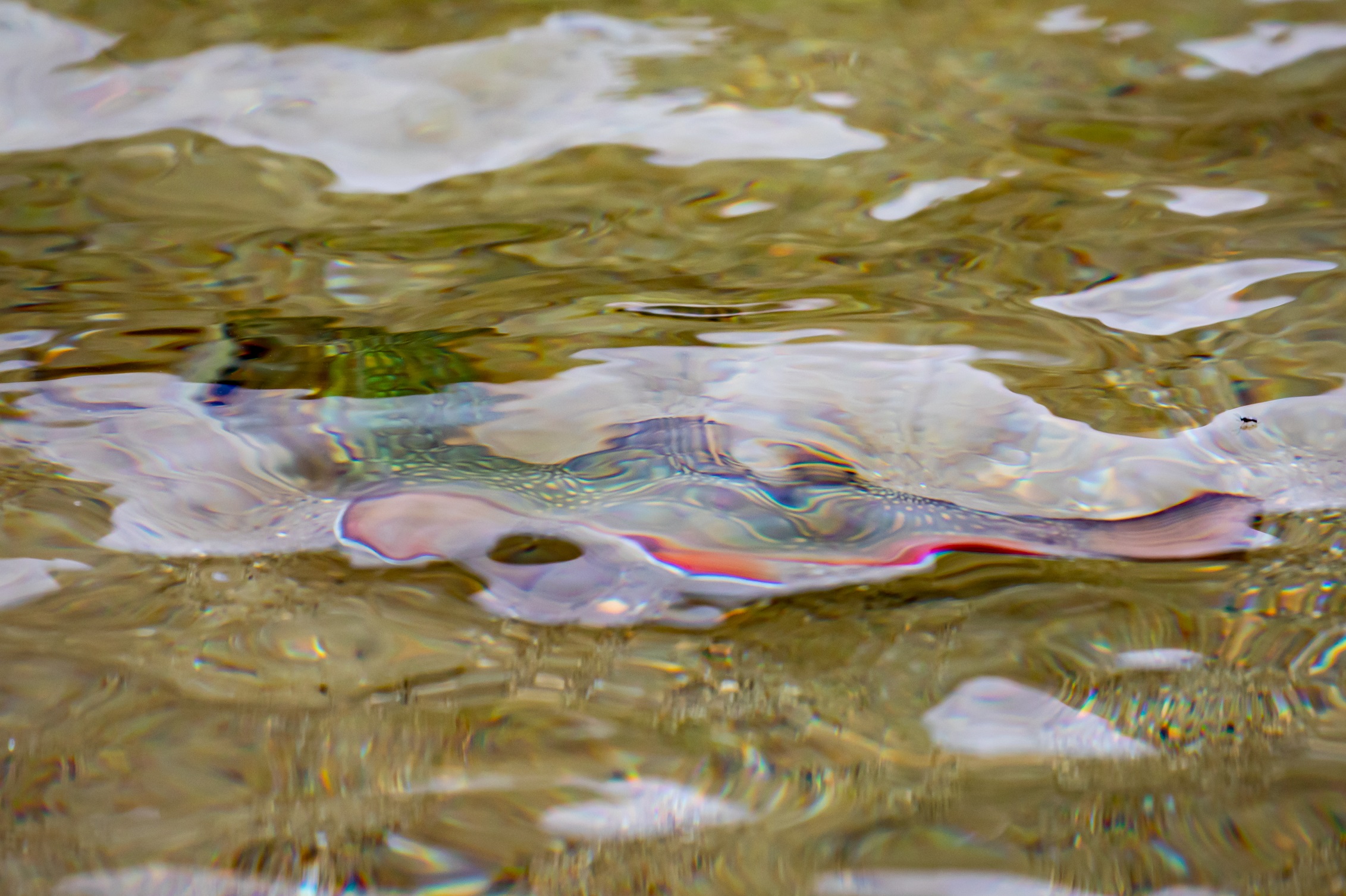 salvelinus fontinalis