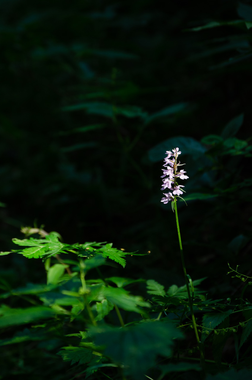 Il sole bacia i belli