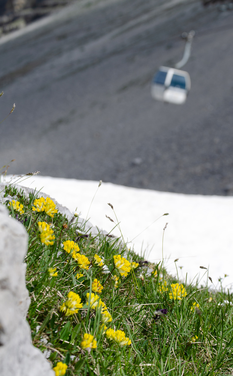 Tra la neve