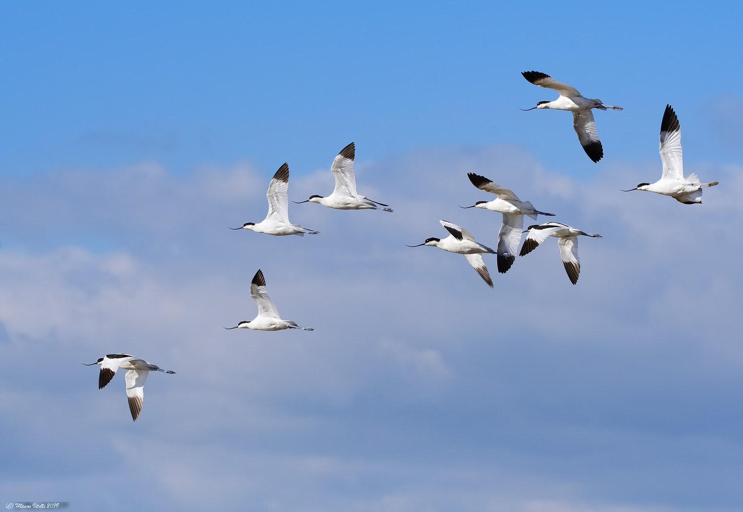 Avocette (Recurvirostra avosetta)
