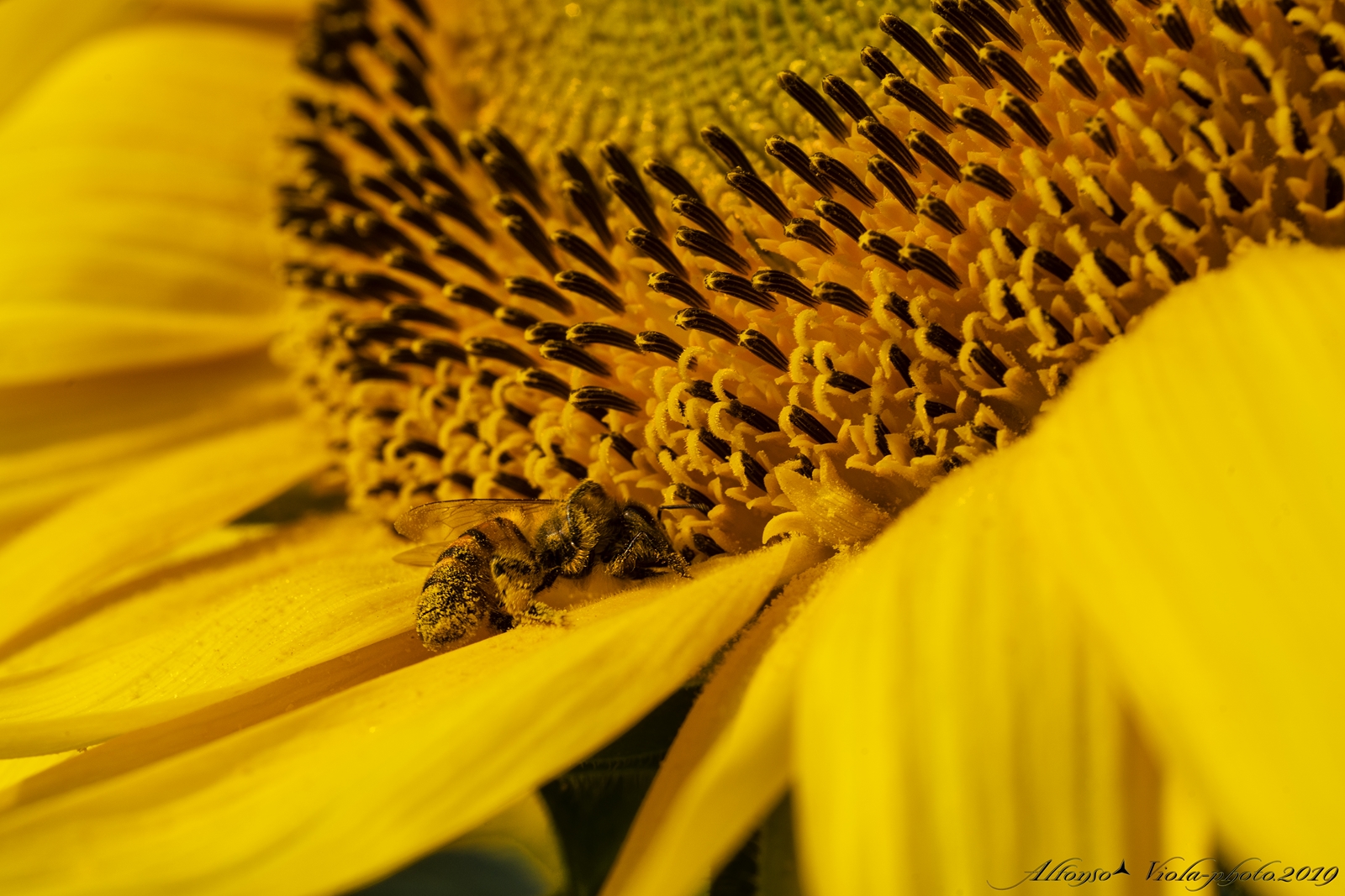 Al lavoro inninterrottemente