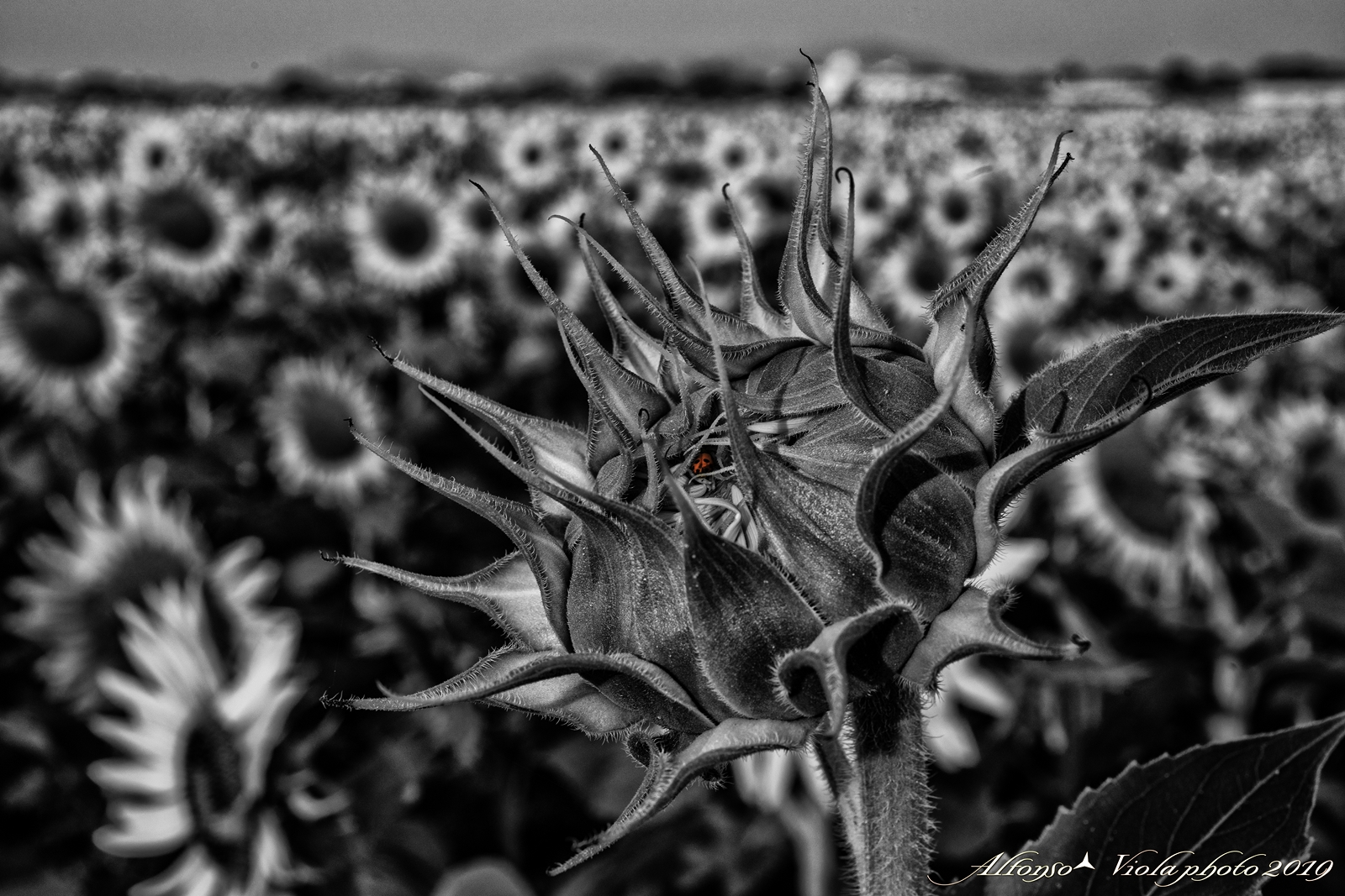 Black white with a red tip