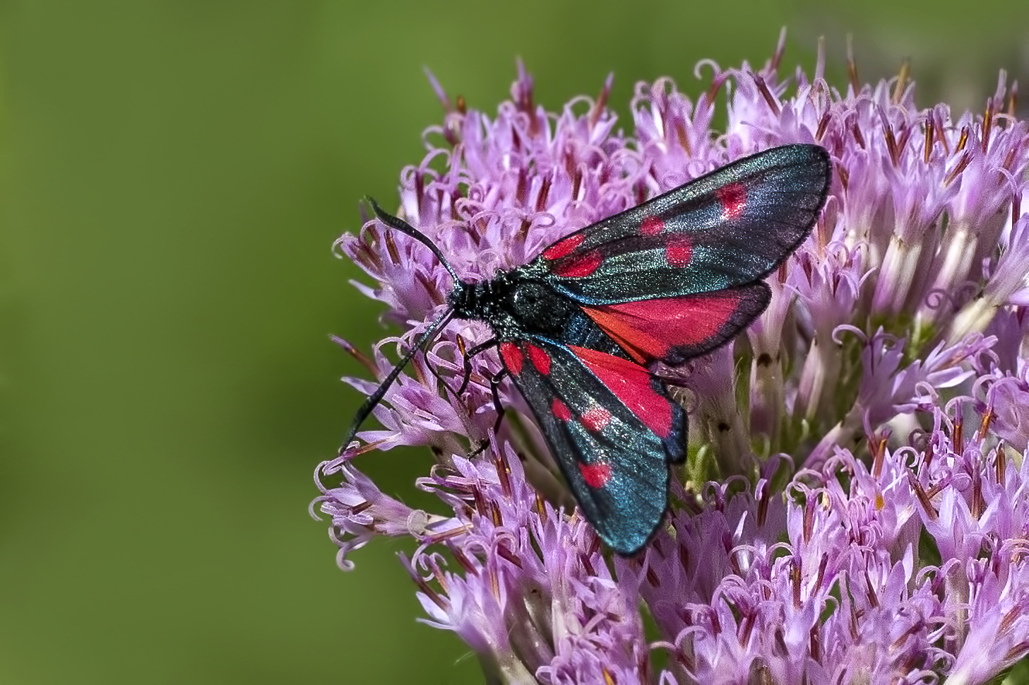 Zygaena exulans