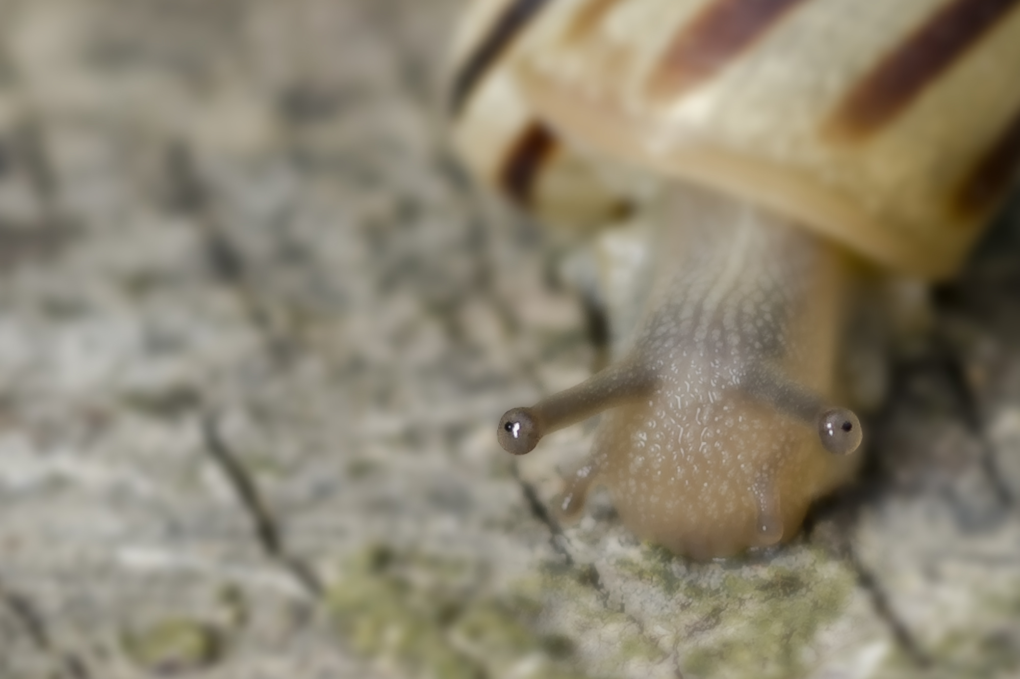 Cepaea vindobonensis