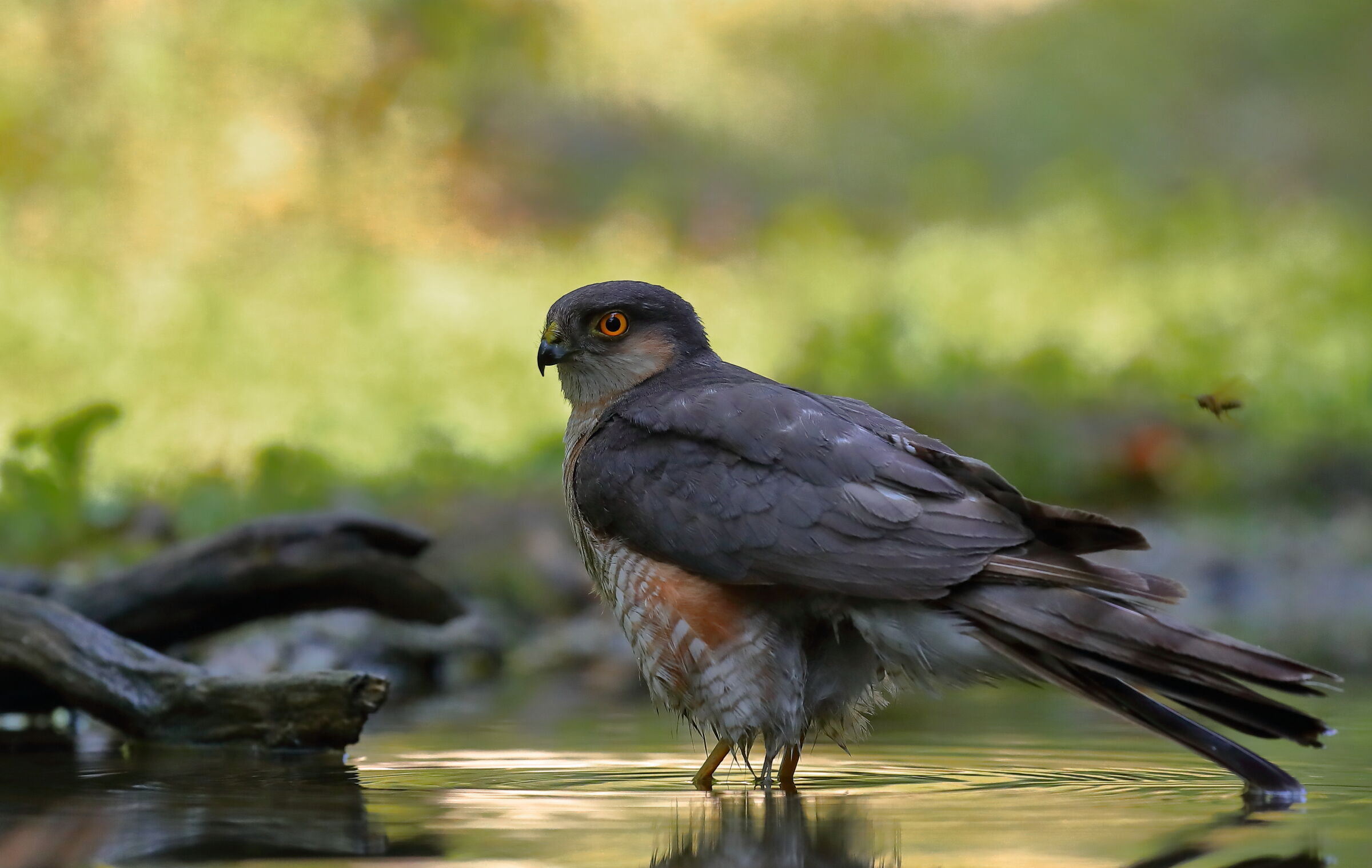 Lo Sparviere e l'ape