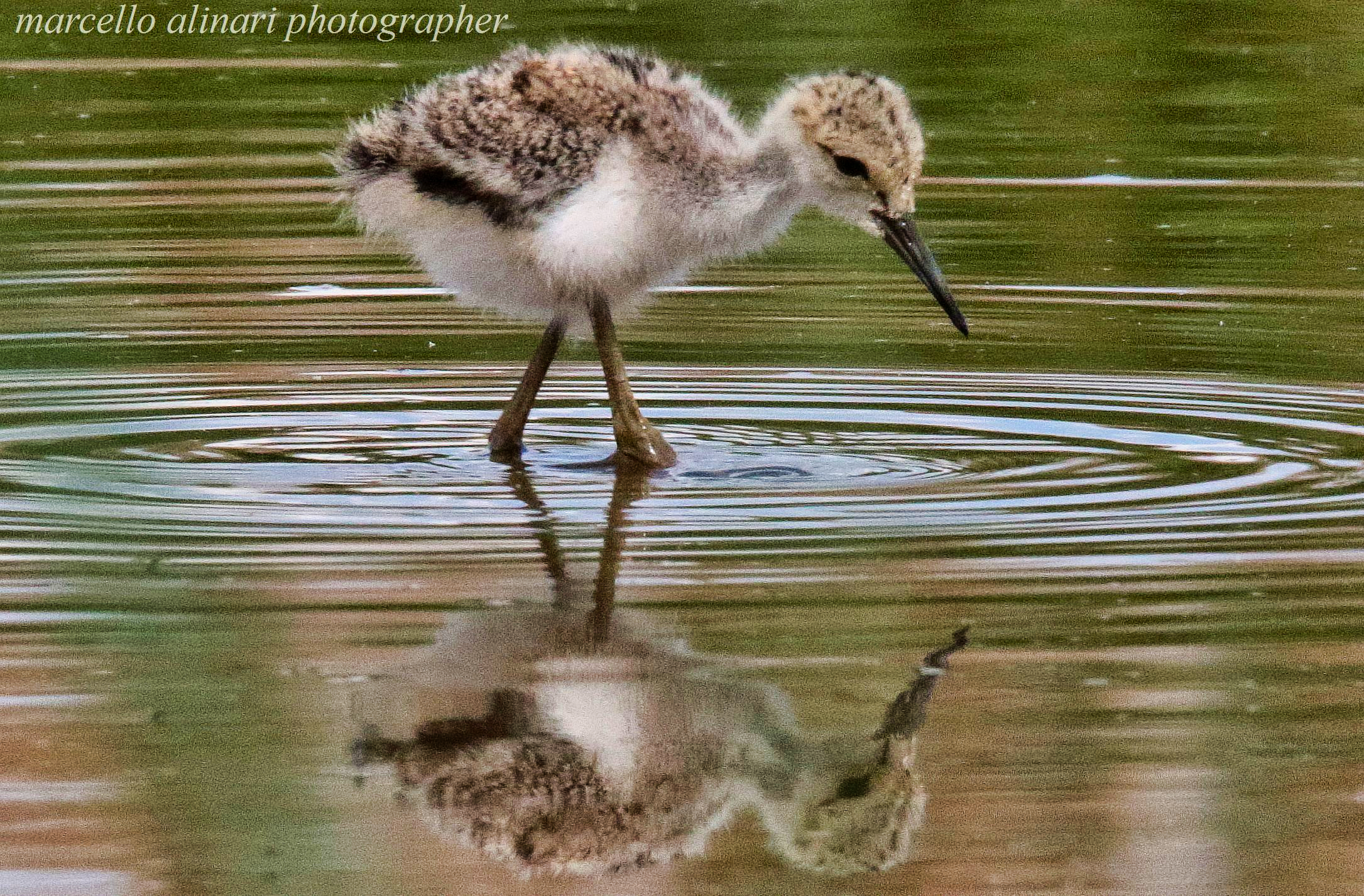 il pullo del cavaliere d'italia