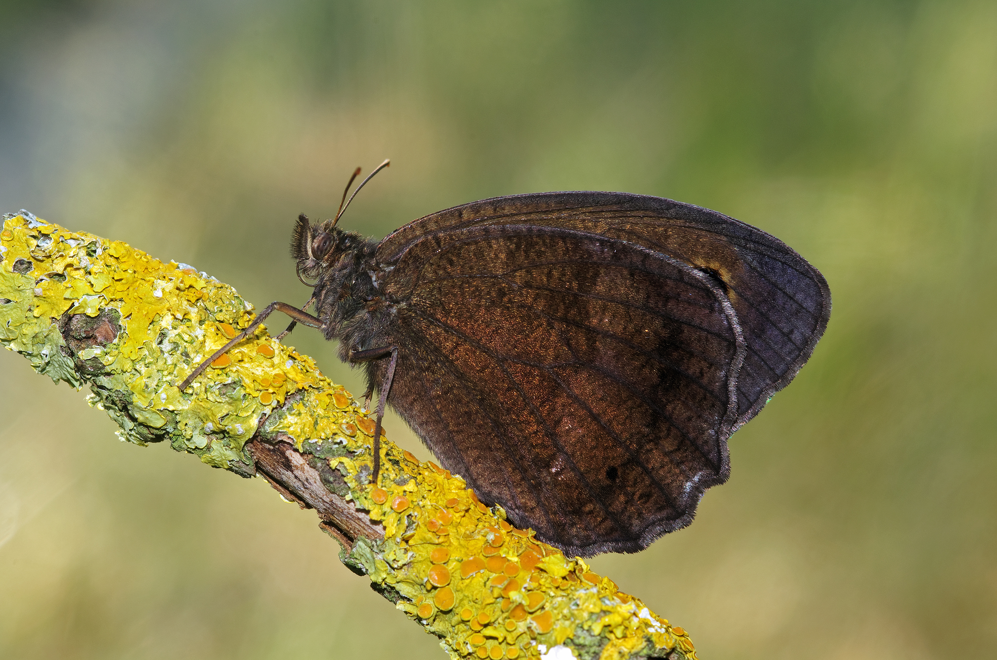 Erebia aethiops