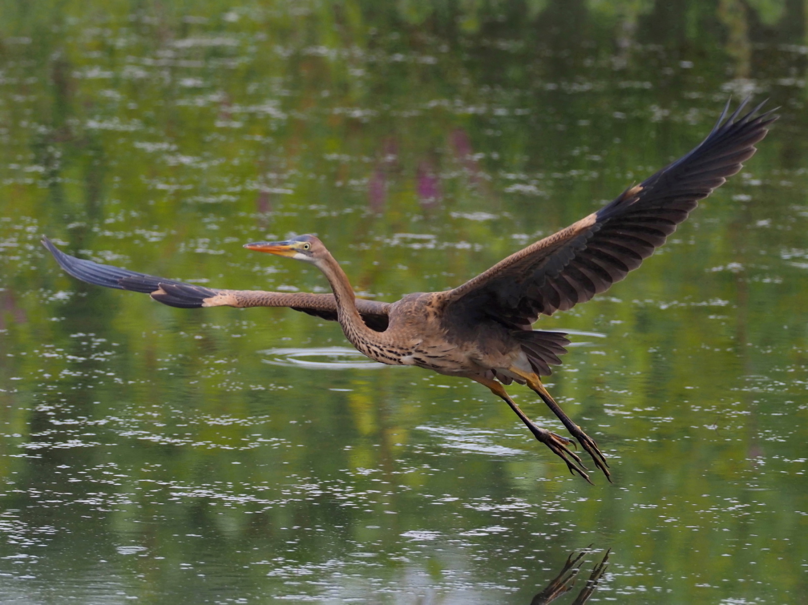 giovane di Airone rosso
