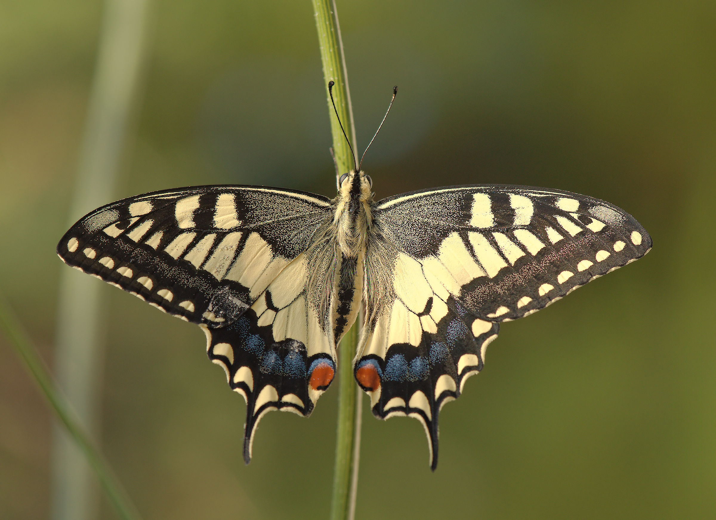 Papilio machaon