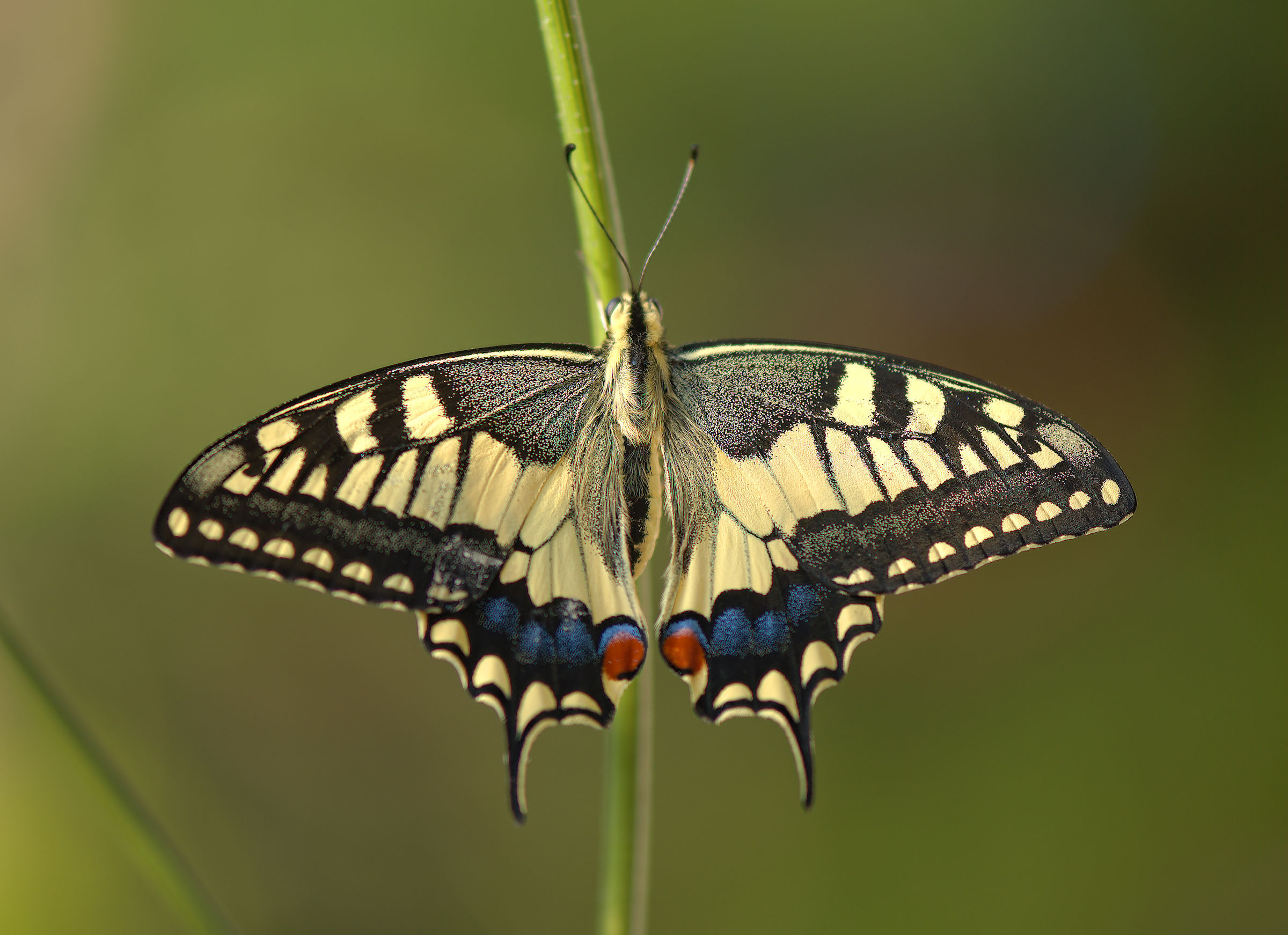 Papilio machaon