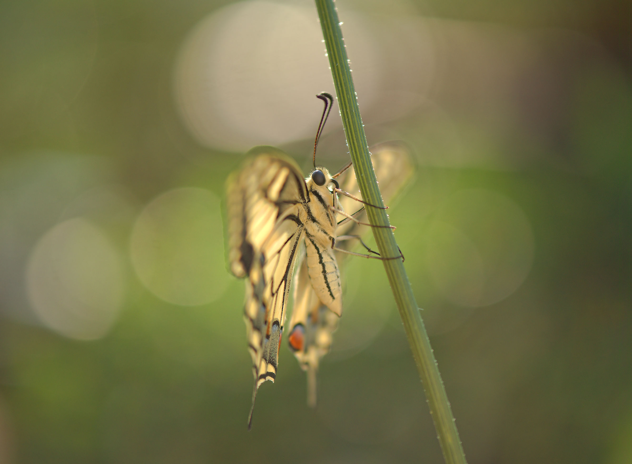 Papilio machaon