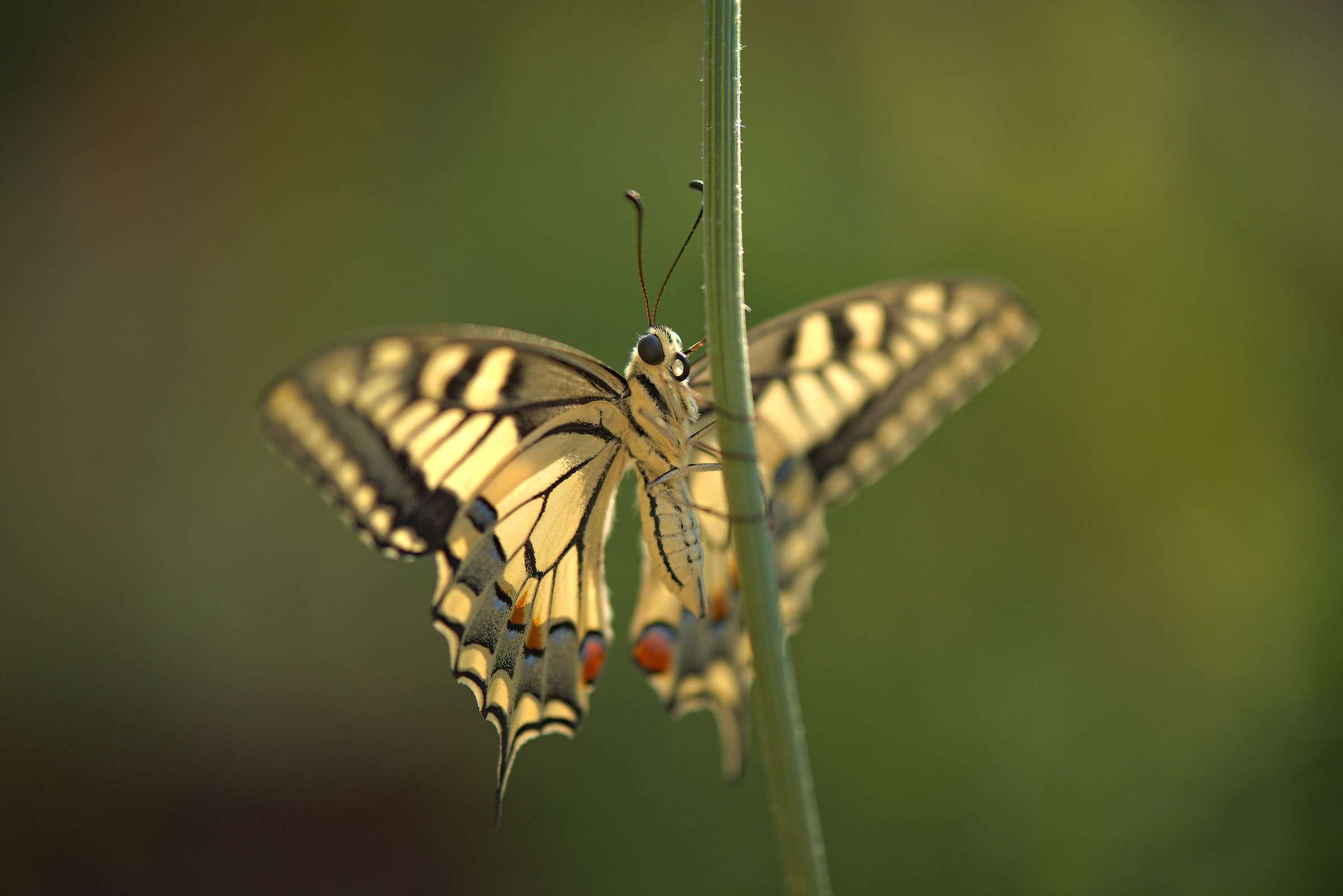Papilio machaon