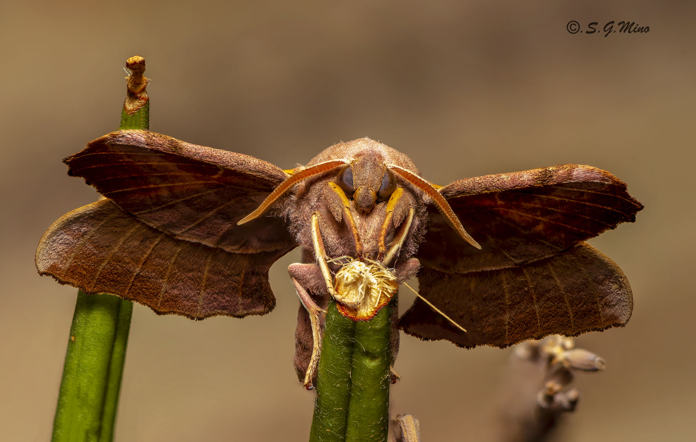 Pachysphinx modesta !