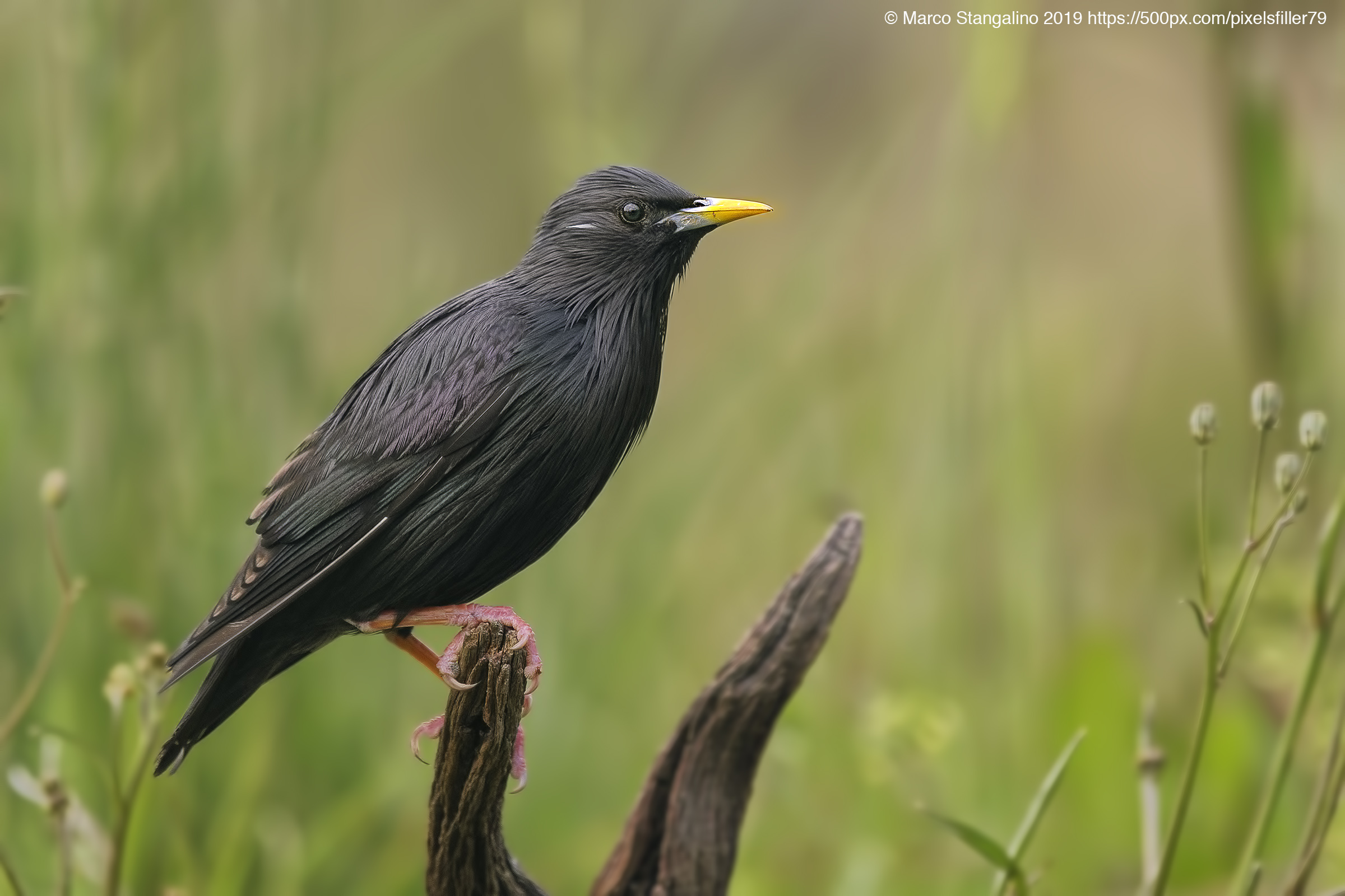 Black Starling.