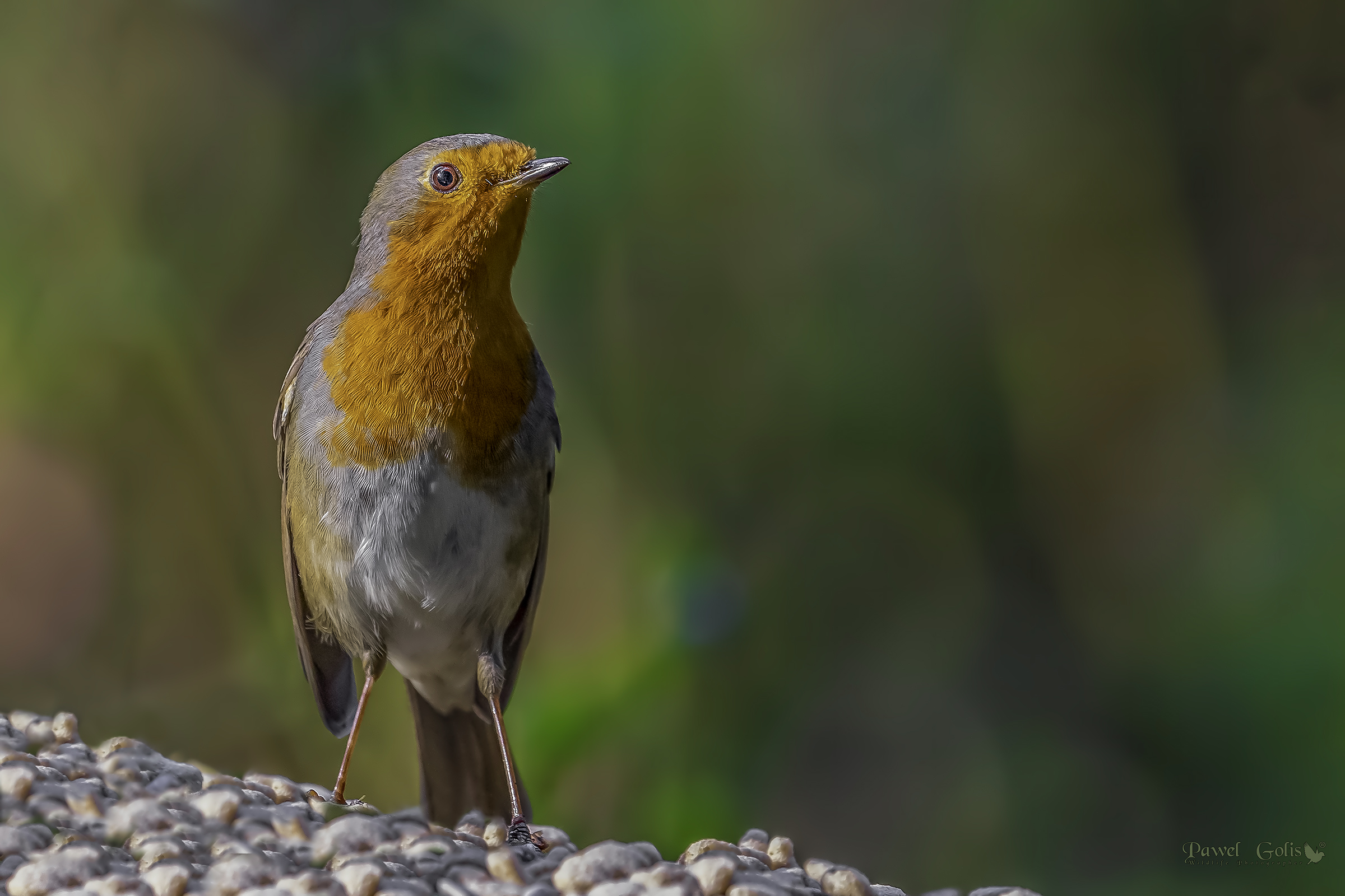 Pettirosso europeo (Erithacus rubecula)