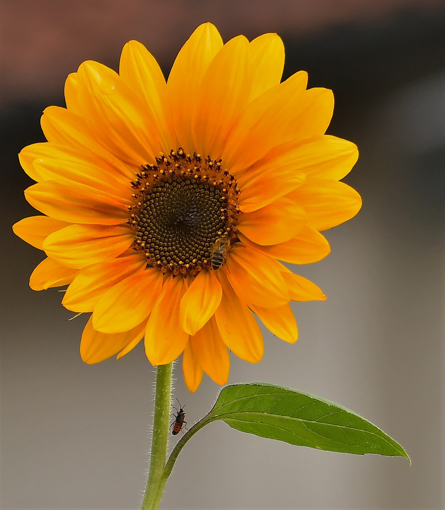 Sunflower with guests