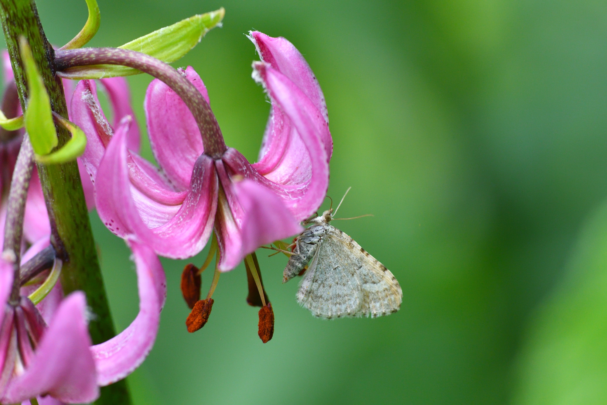 giglio martagone con falena diurna