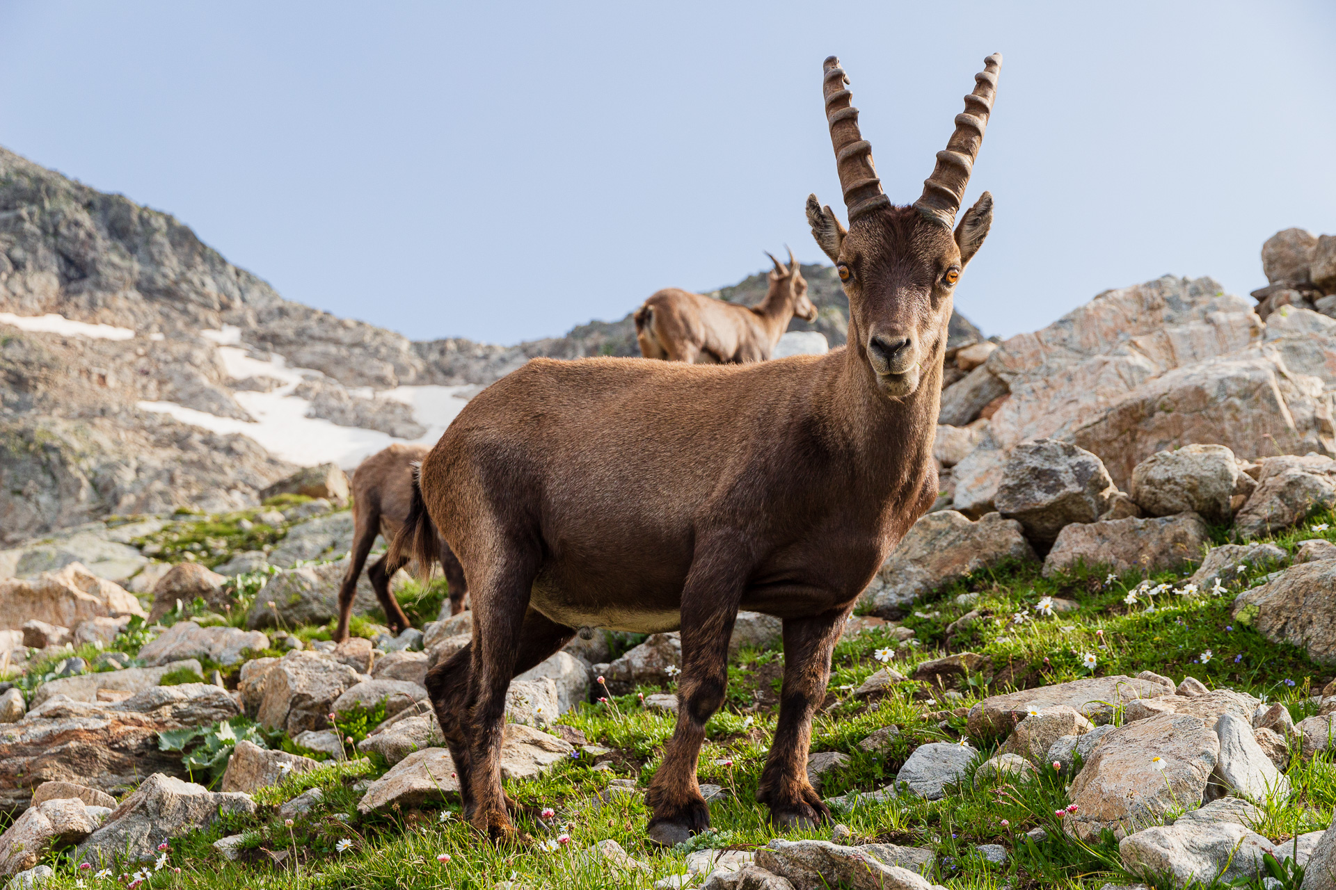 Anche gli stambecchi sanno essere simpatici