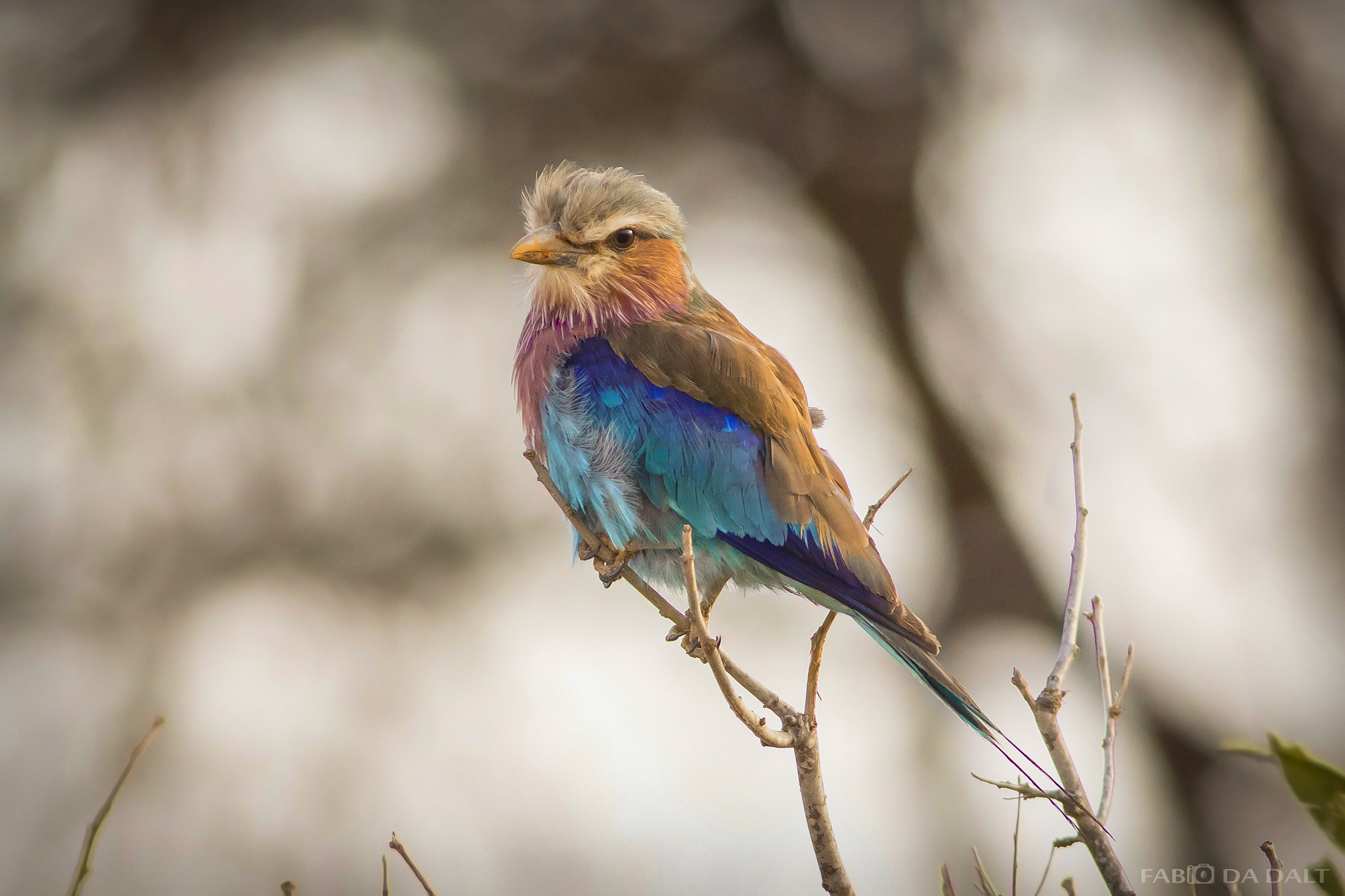 Acorn Marina Pettolilla
