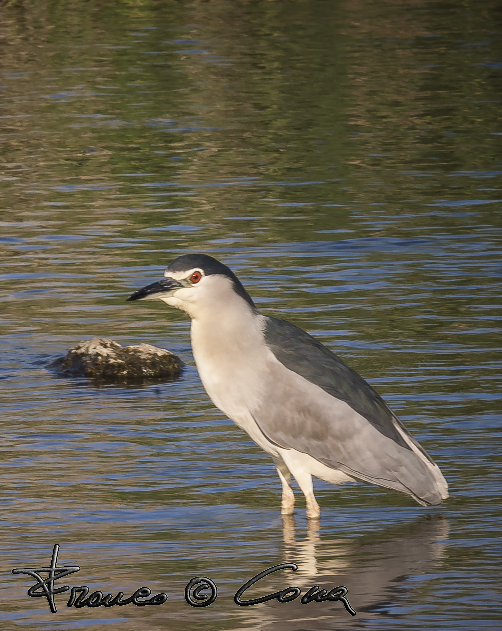 Nitticora - Nycticorax nycticorax