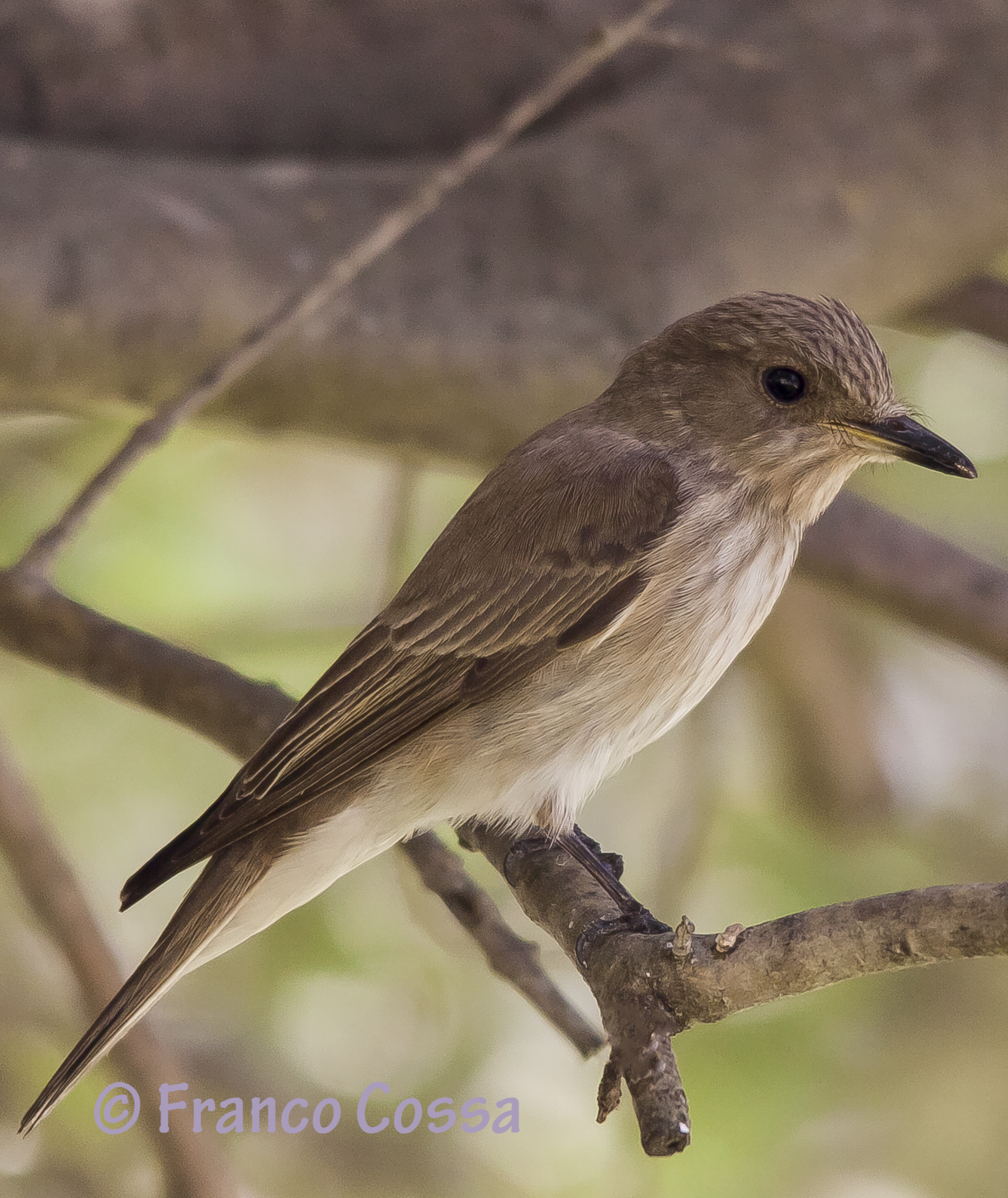 Pigliamosche - Muscicapa striata