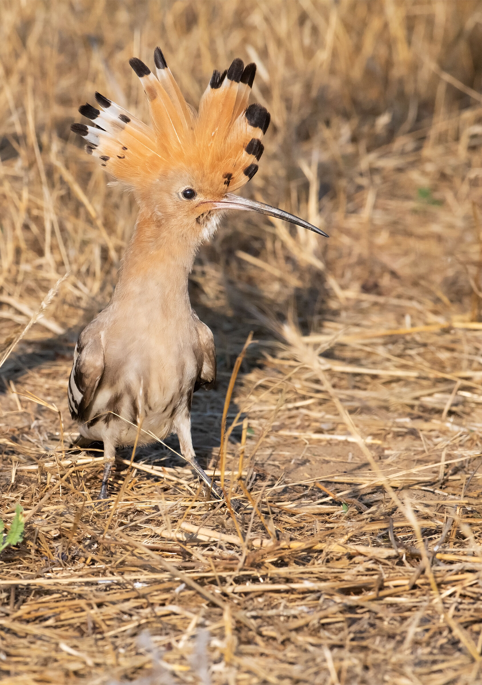 Quel ciuffolotto chiamato upupa