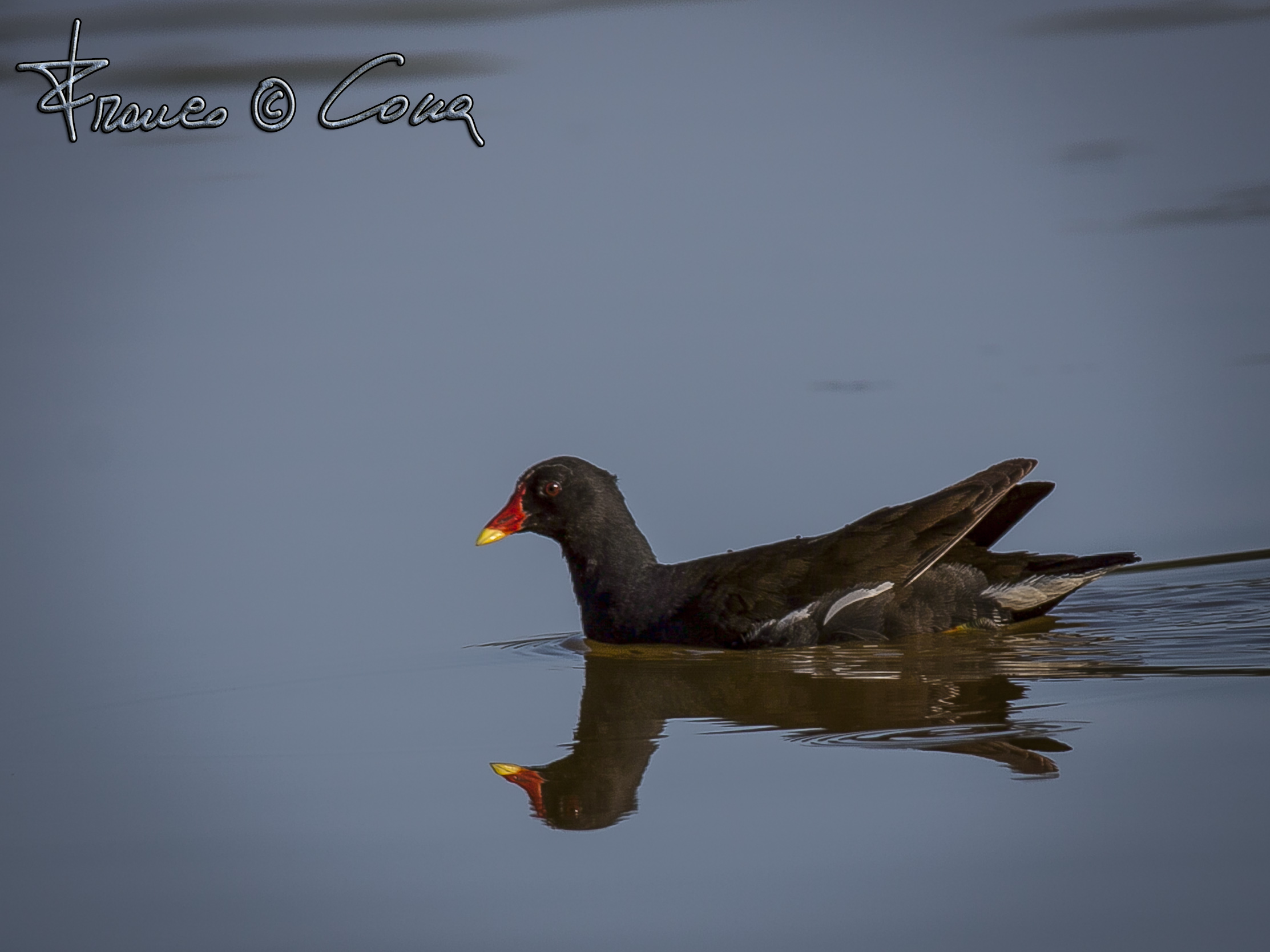 Gallinella d'acqua - Gallinula chloropus