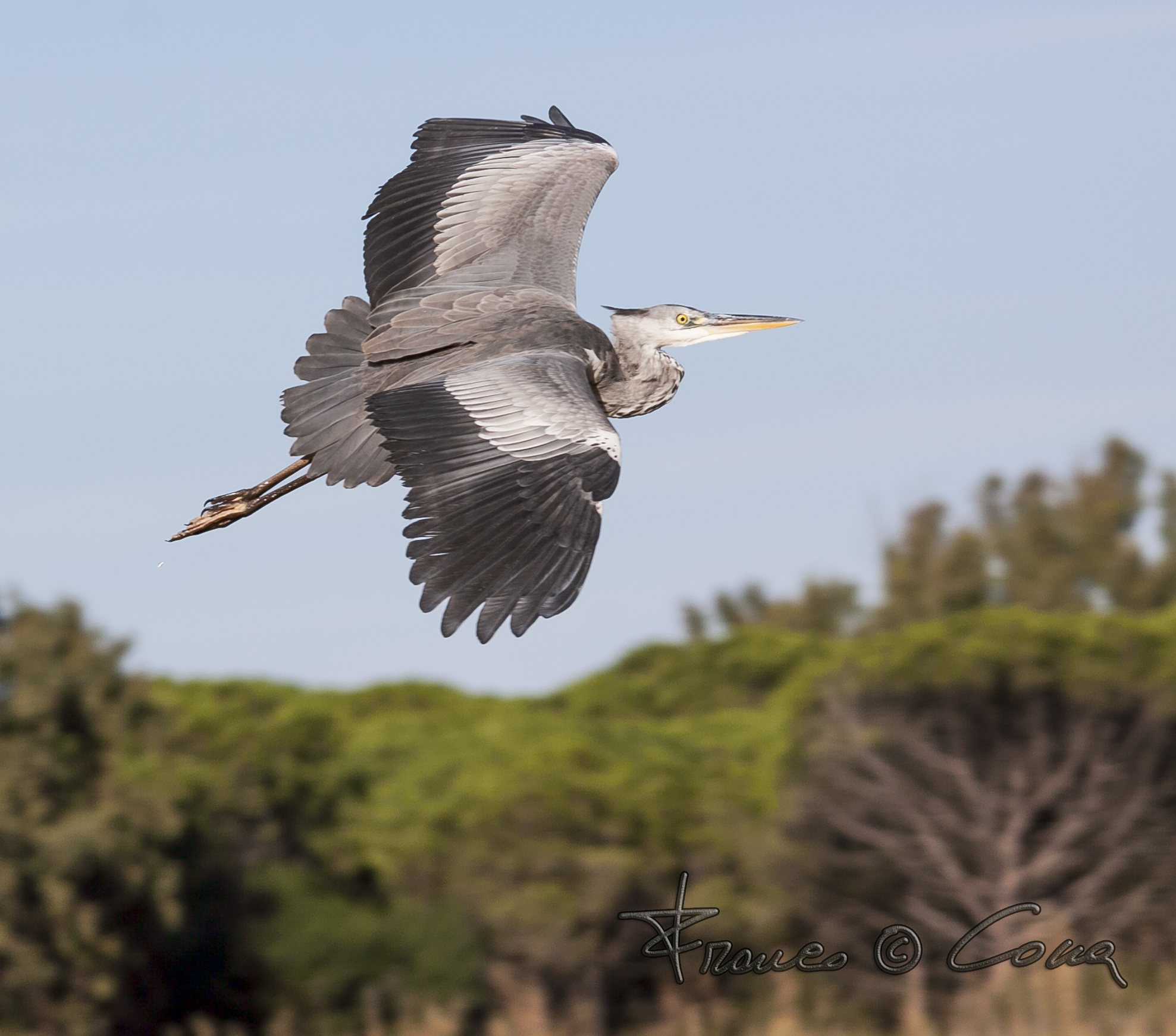 Airone cenerino - Ardea cinerea