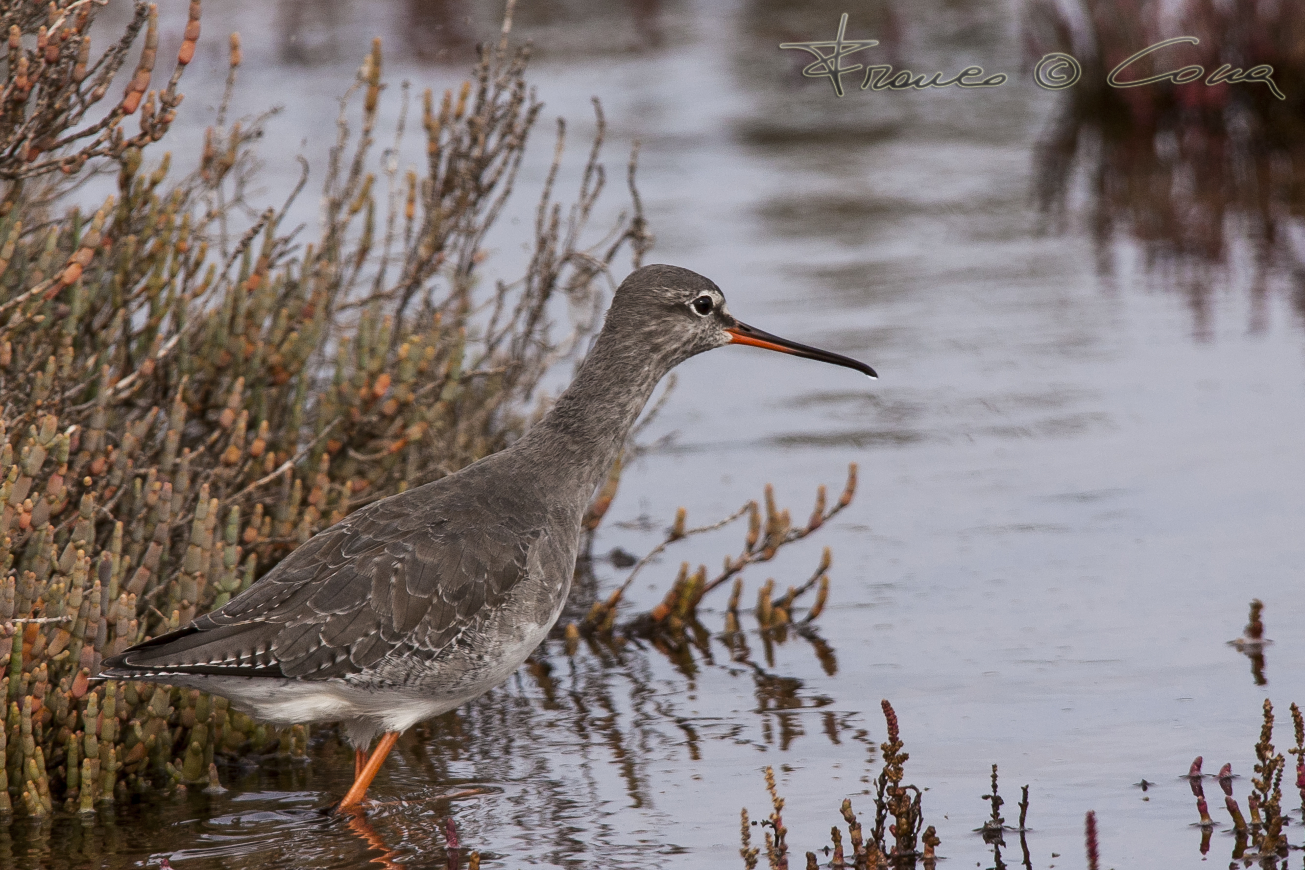 Totano moro - Tringa erythropus