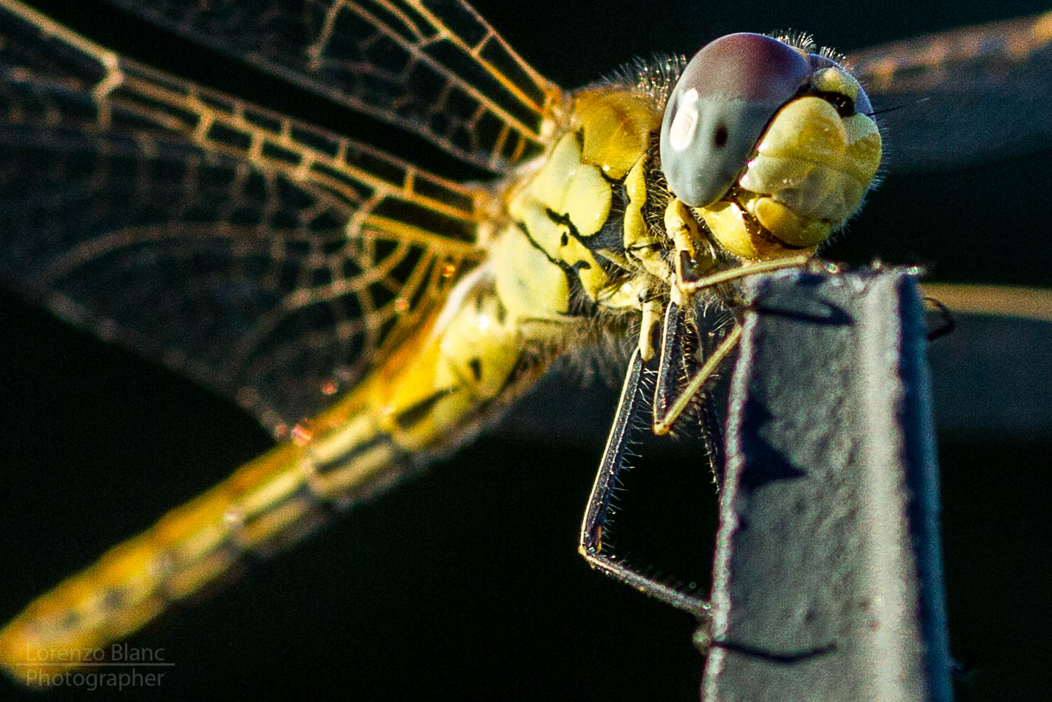 Libellula